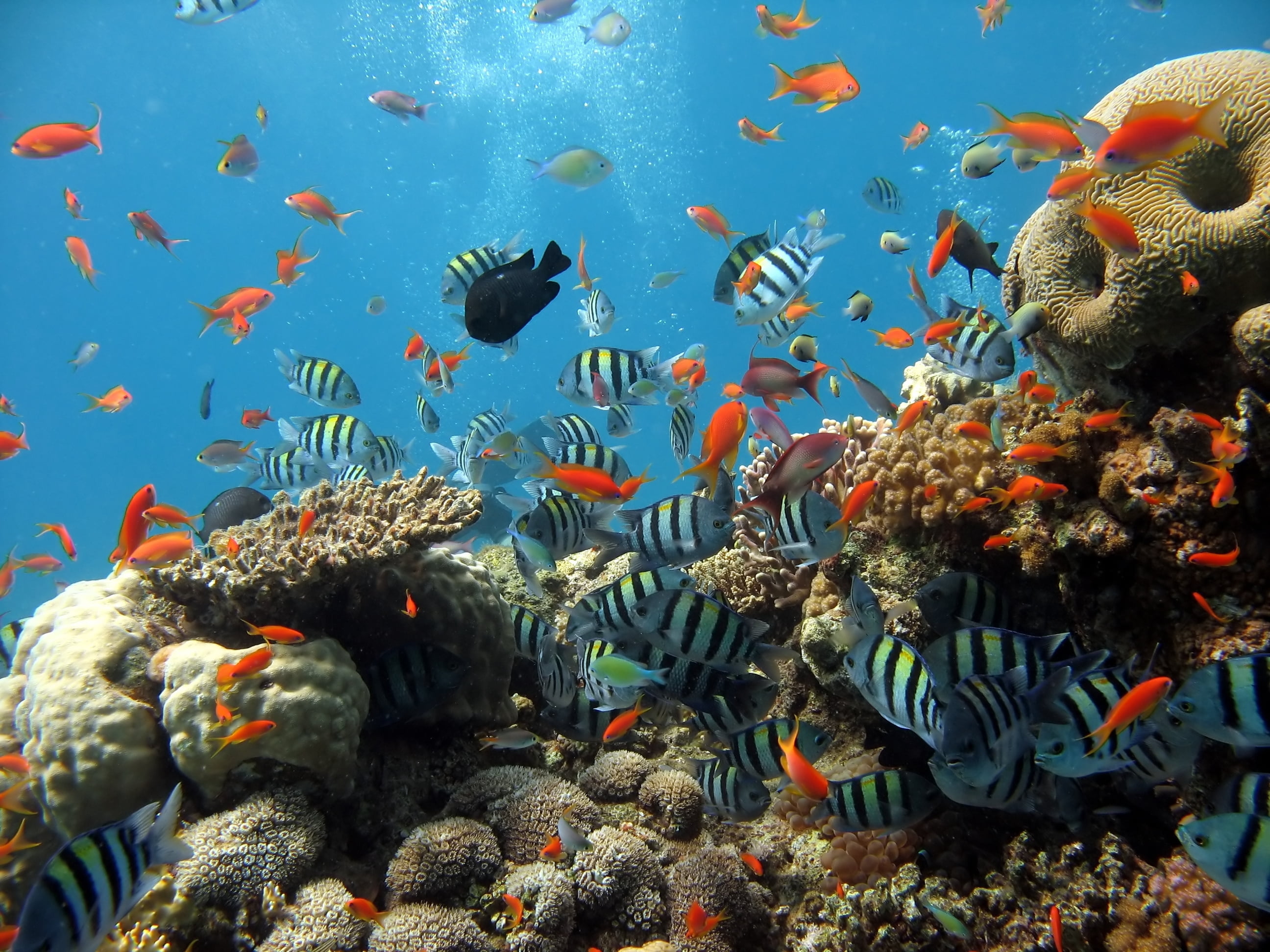 school of fish, fish, coral, sea Life, invertebrate, animal wildlife, red, animal, gold, no people, tropical Climate, marine, wildlife, blue, ecosystem, HD Wallpaper