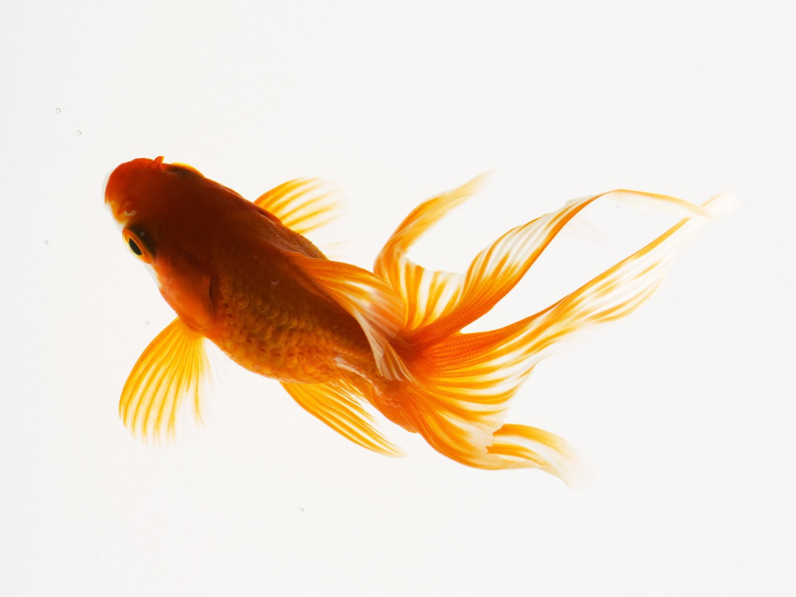 yellow, water, gold, goldfish, motion, underwater, flying, fishes, mid-air, animal themes, no people, copy space, fish, cut out, nature, studio shot, white background, HD Wallpaper