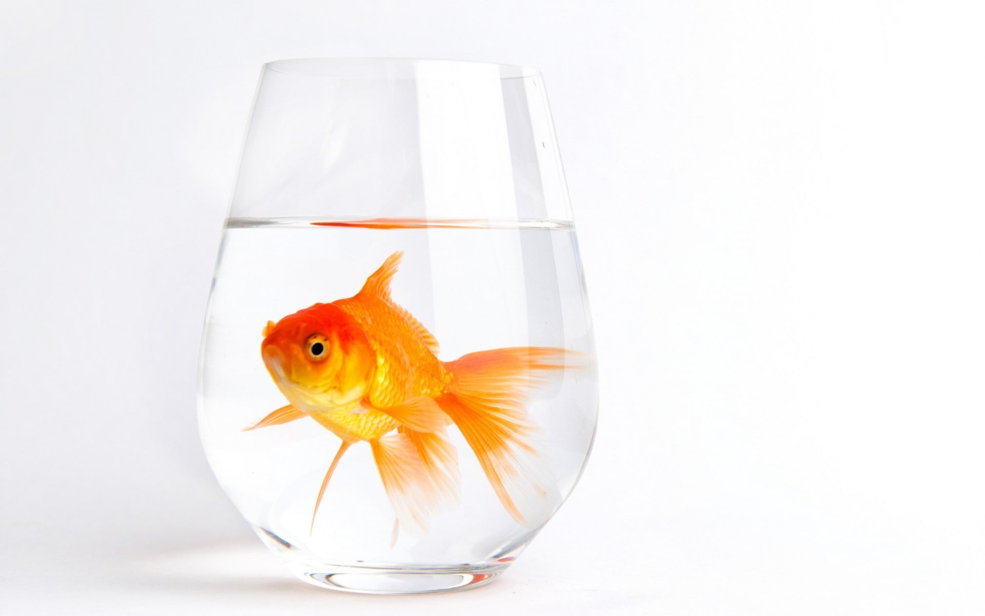 fish, 1080P, lonely, gold, HD Wallpaper