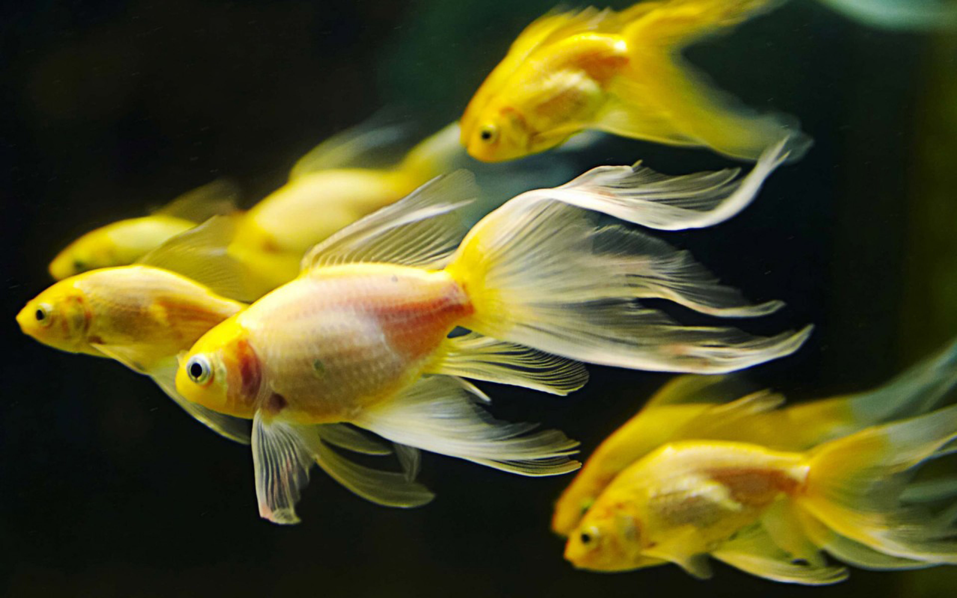 fishes, background, underwater, fish, goldfish, 4K, gold, HD Wallpaper