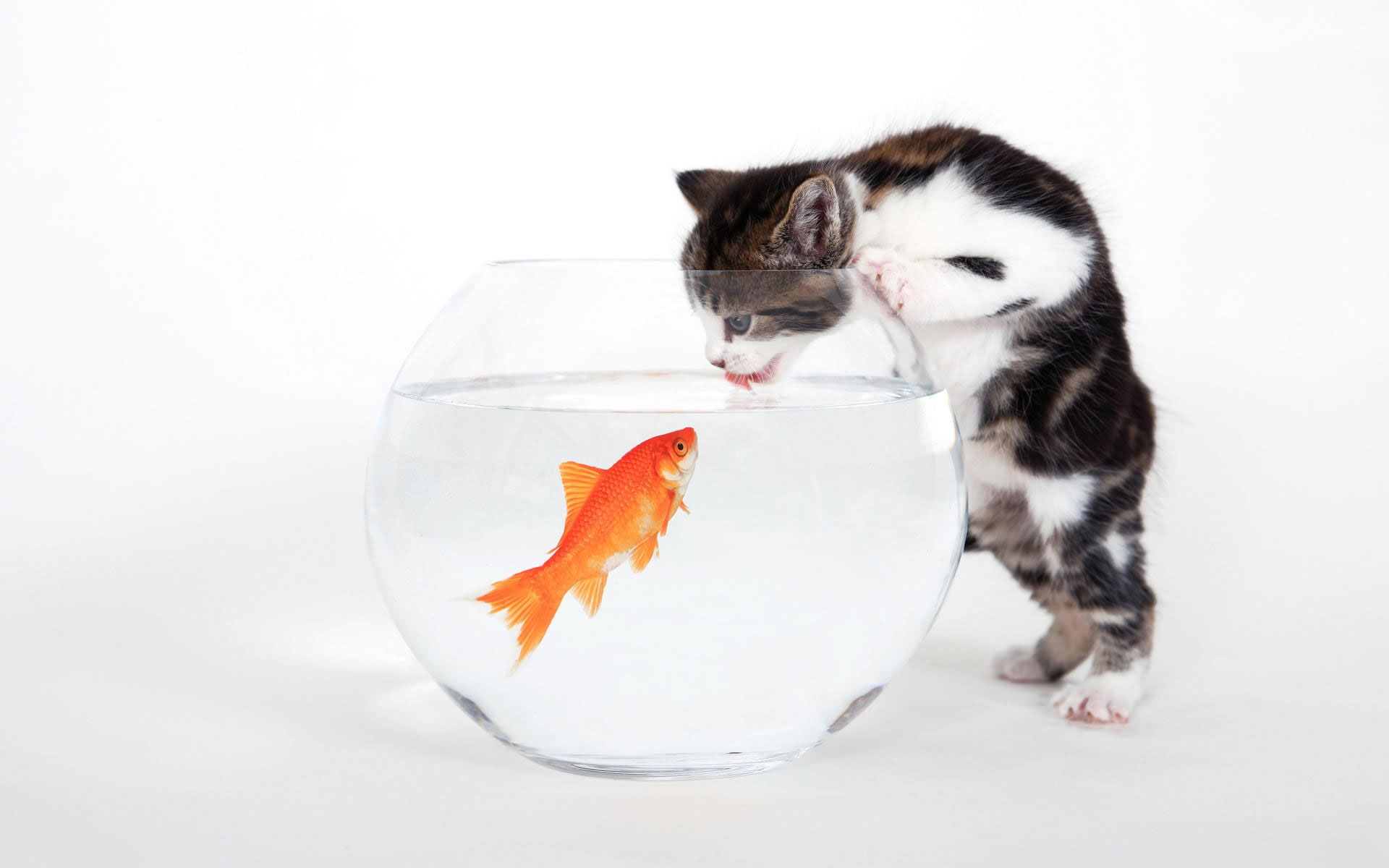 tastes, fishy, 1080P, HD Wallpaper
