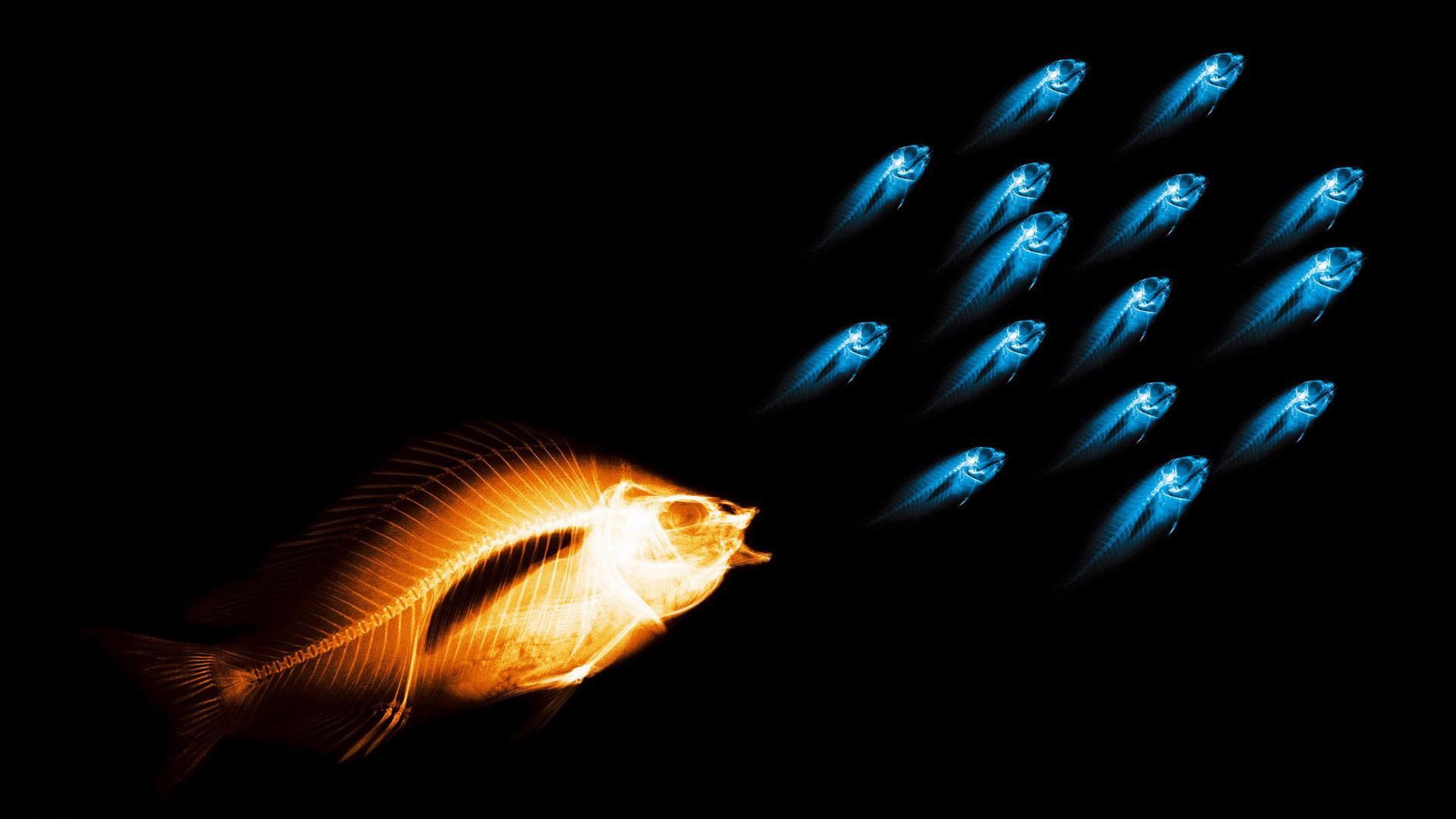 1080P, orange, blue, fishies, photography, x, marine lfe, bright, dark, animals, ray, clors, fish, HD Wallpaper