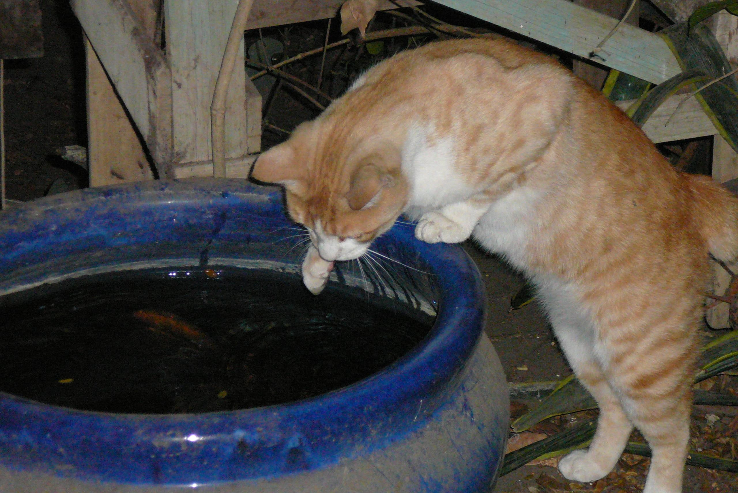 fishing, catch, photographycute, will, animals, ginger, naughty, 2K, meow, fishy, tinks, HD Wallpaper