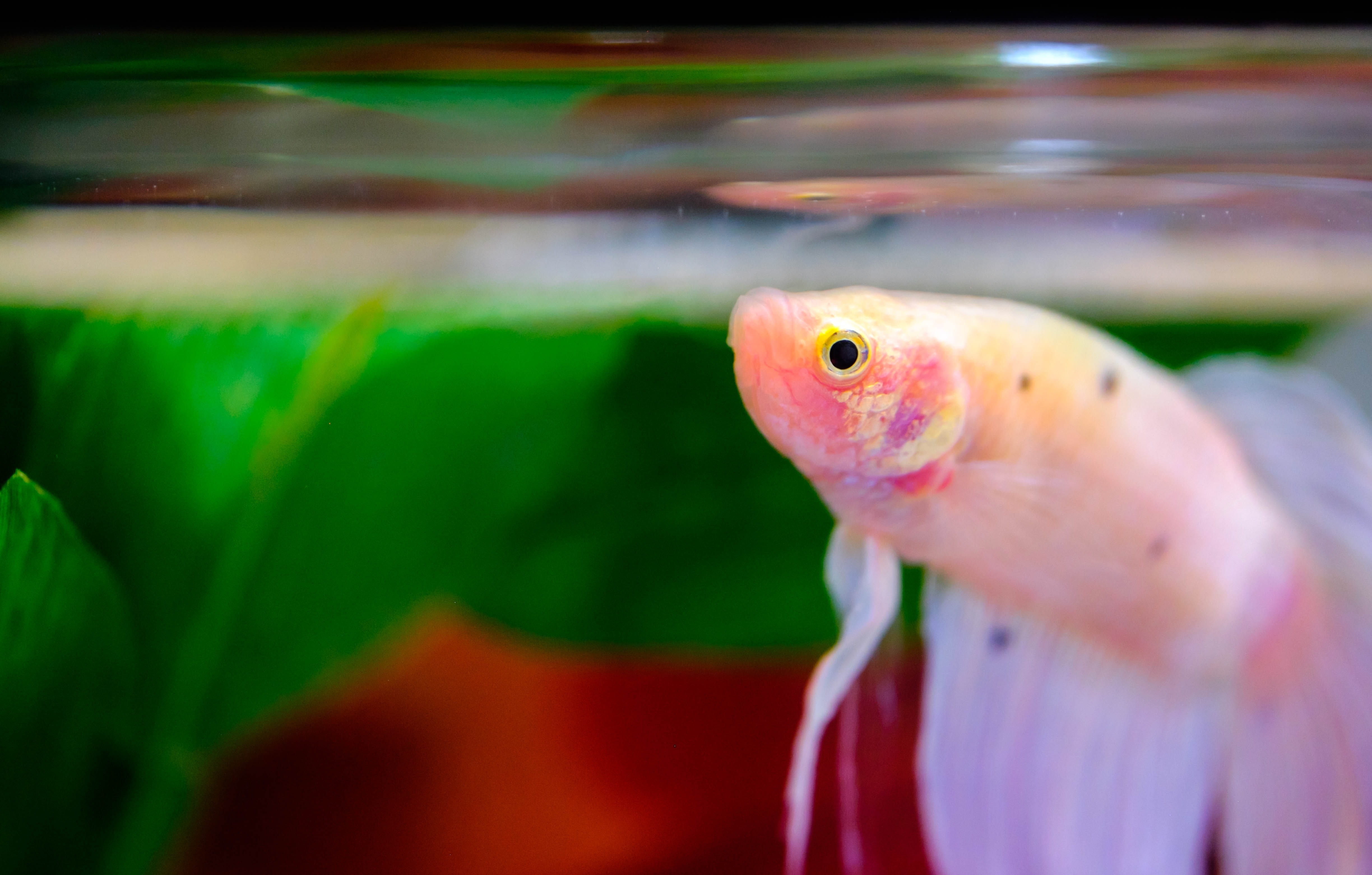 animals in captivity, siamese, close-up, marine, goldfish, pets, animal themes, swimming, vertebrate, animals in the wild, fish tank, fin, fishy, water, HD Wallpaper