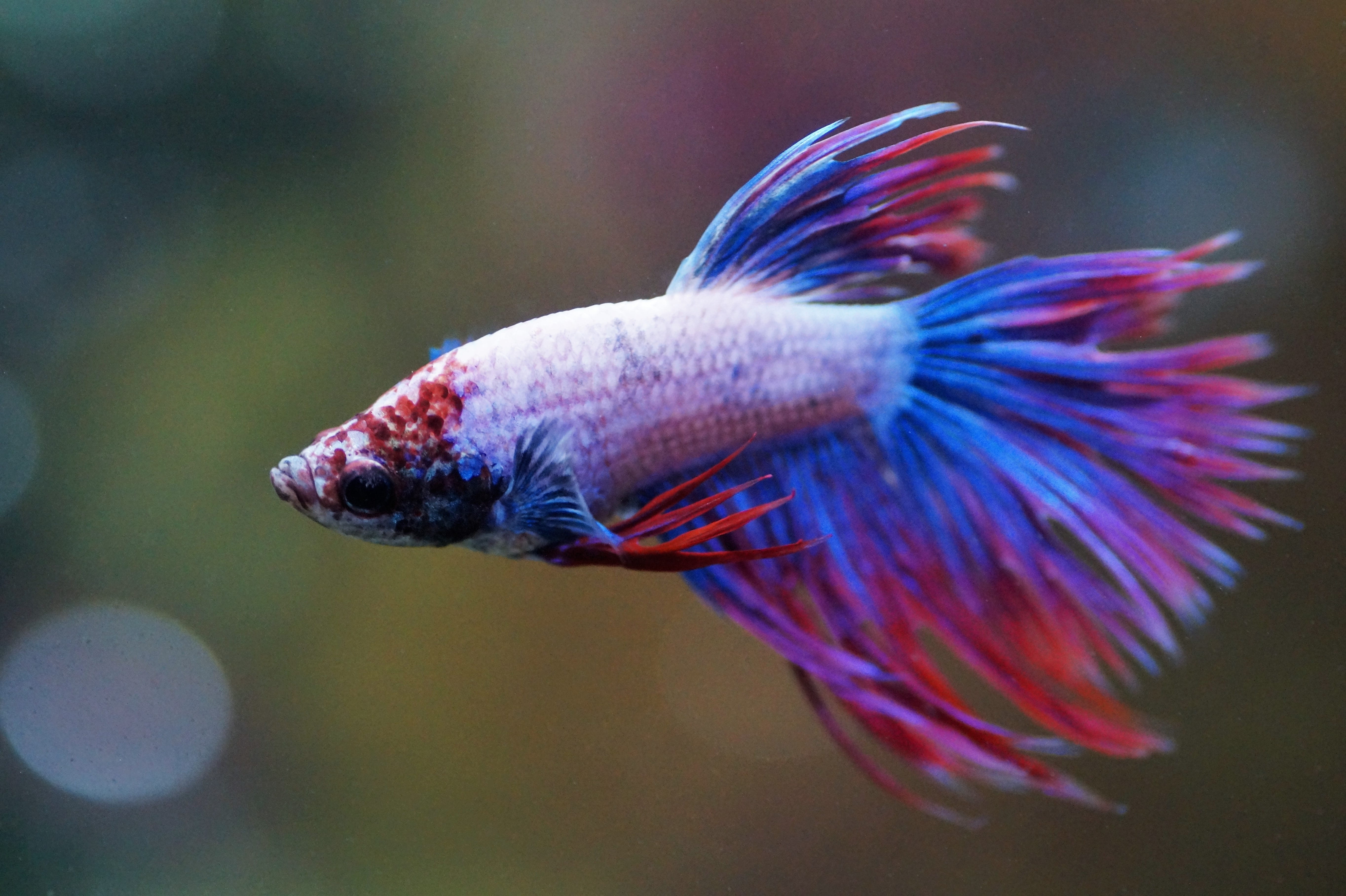 no people, transparent, tropical, color, male, vertebrate, betta, animal, veils, water, tank, swimming, sea, underwater, fishy, one animal, purple, nature, HD Wallpaper