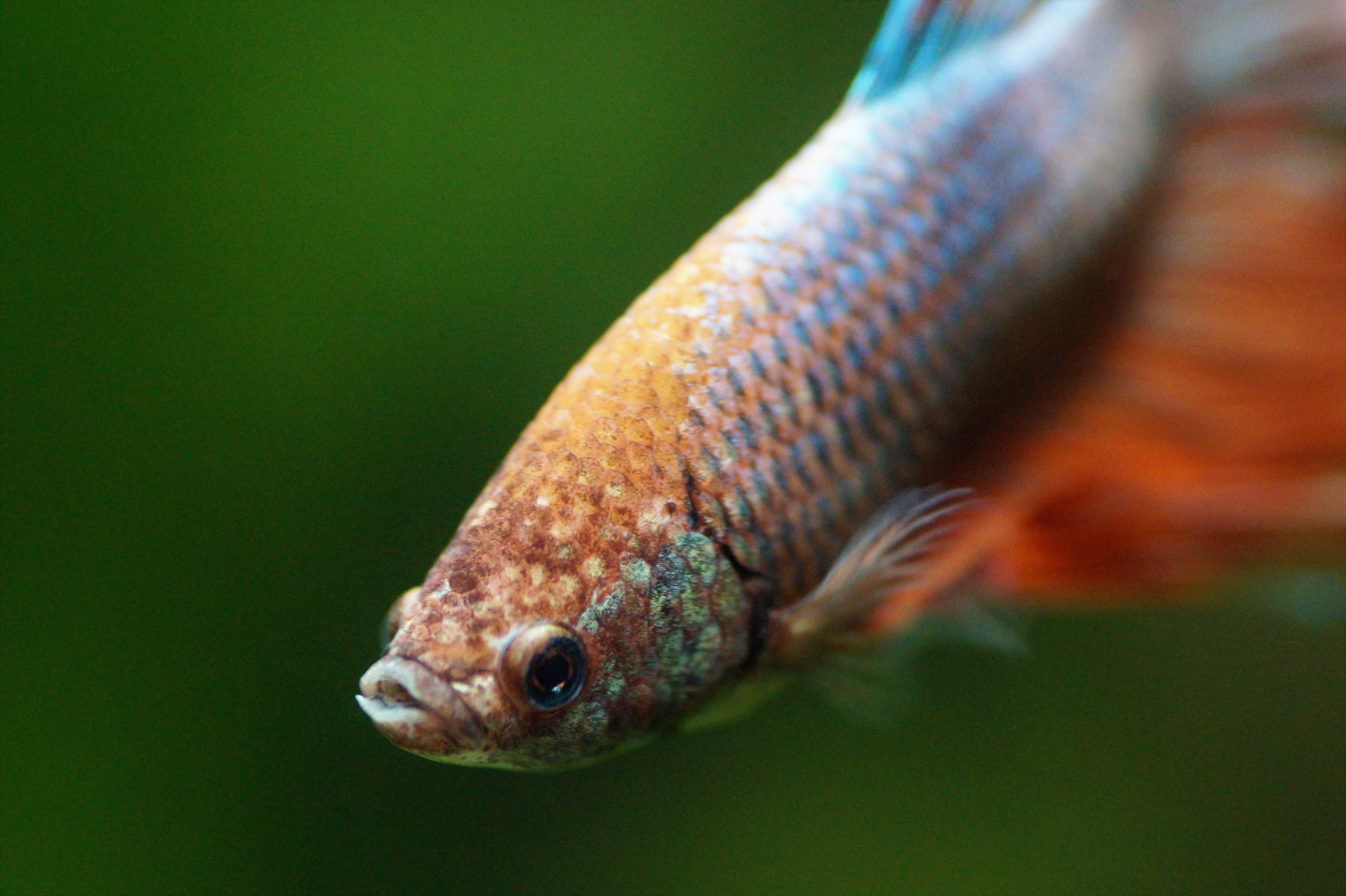 animal scale, nature, aquarium, animal wildlife, outdoors, lizard, close-up, reptile, day, eye, no people, vertebrate, warrior, tropical, betta, male, animal themes, HD Wallpaper