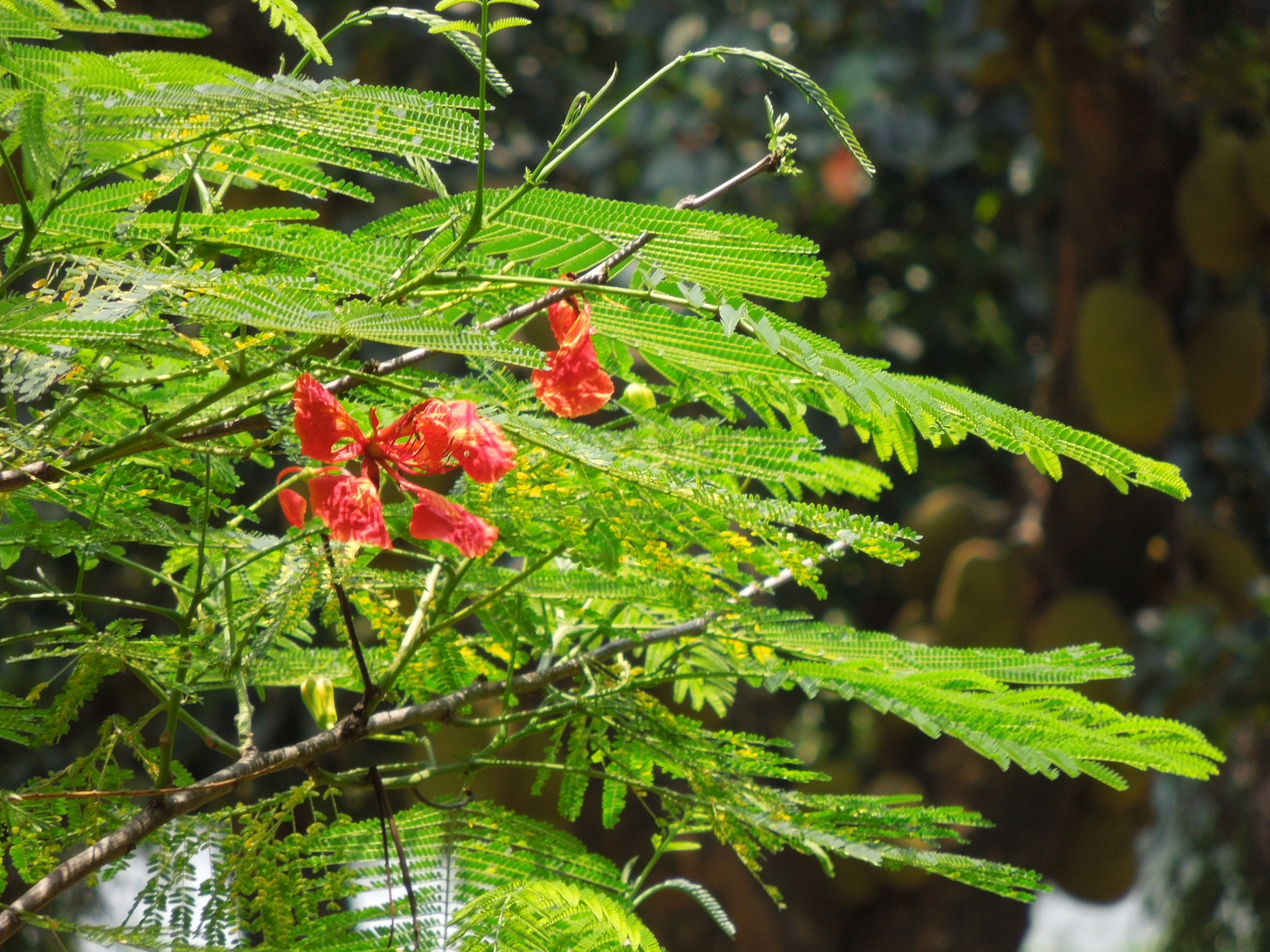 outdoors, animal themes, 2K, leaf, fishy, wooden, growth, sweet, flower, nature, day, plant part, tree, freshness, no people, plant, romance, animal wildlife, HD Wallpaper