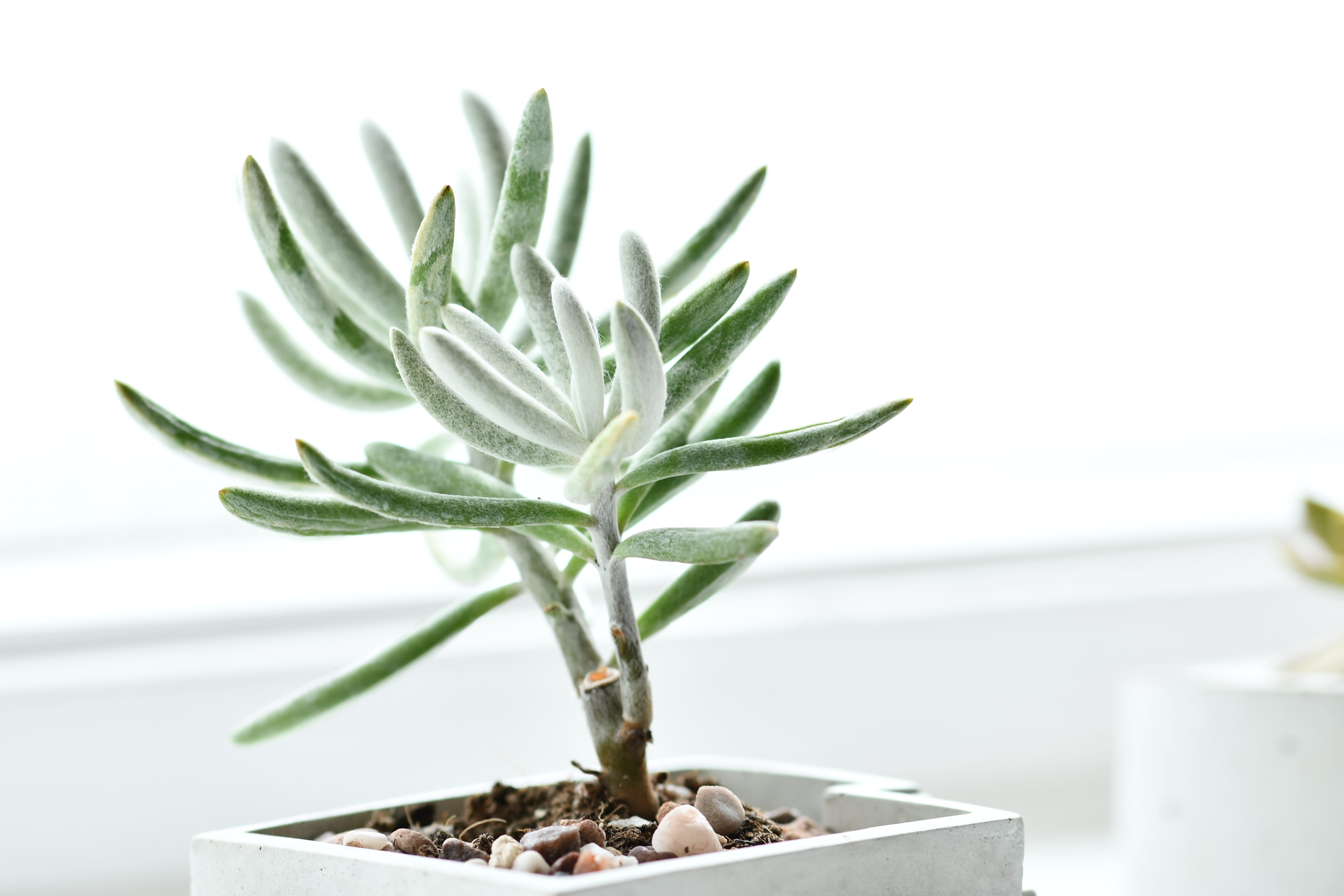 nature, indoors, succulent plant, green color, freshness, focus on foreground, beginnings, studio shot, fishy, 5K, no people, food and drink, flying to the clouds, HD Wallpaper