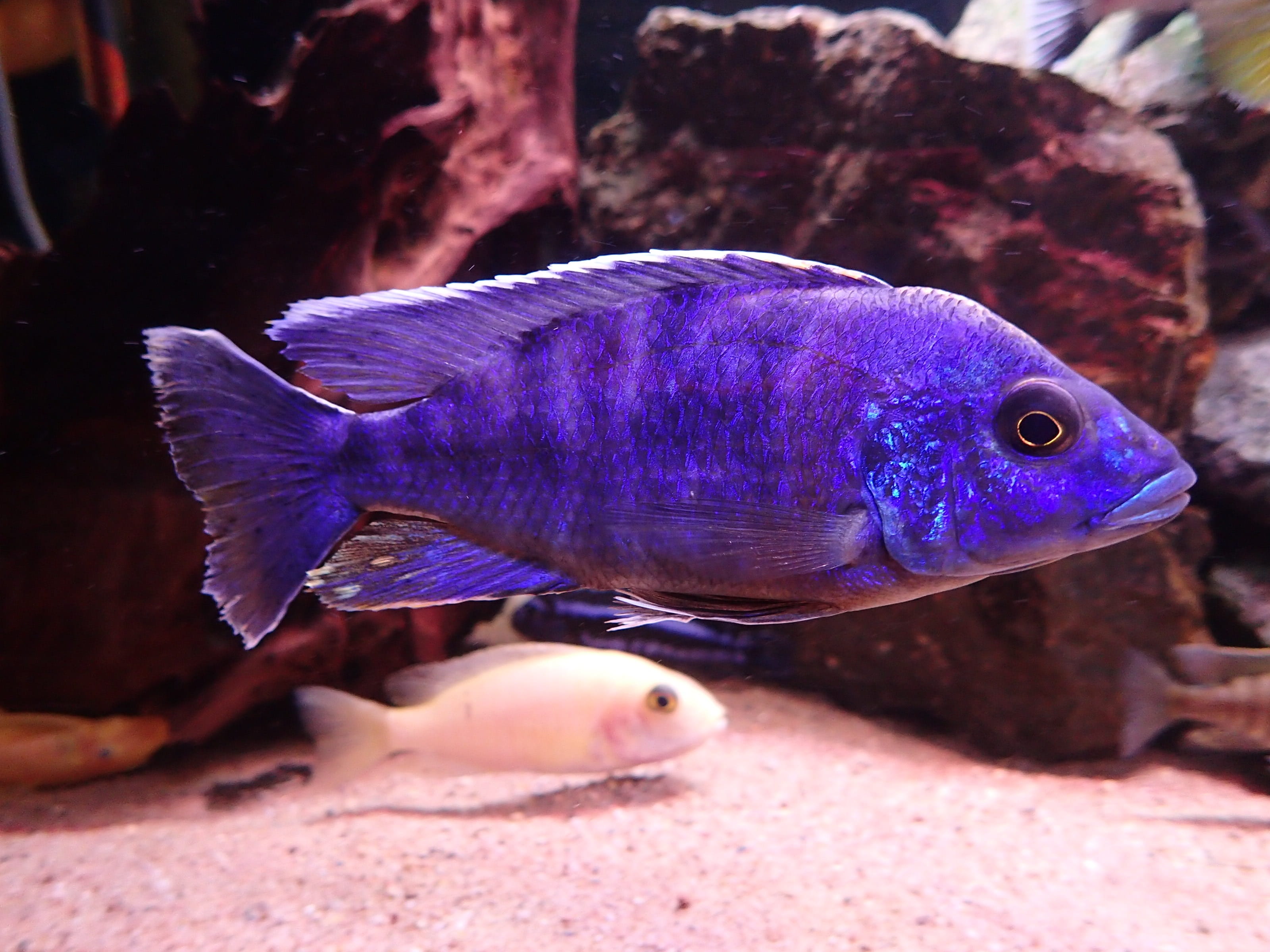 water, animal wildlife, vertebrate, malawi, one animal, tank, fishy, nature, marine, animals in the wild, freshwater, animals in captivity, blue, 2K, sea, HD Wallpaper