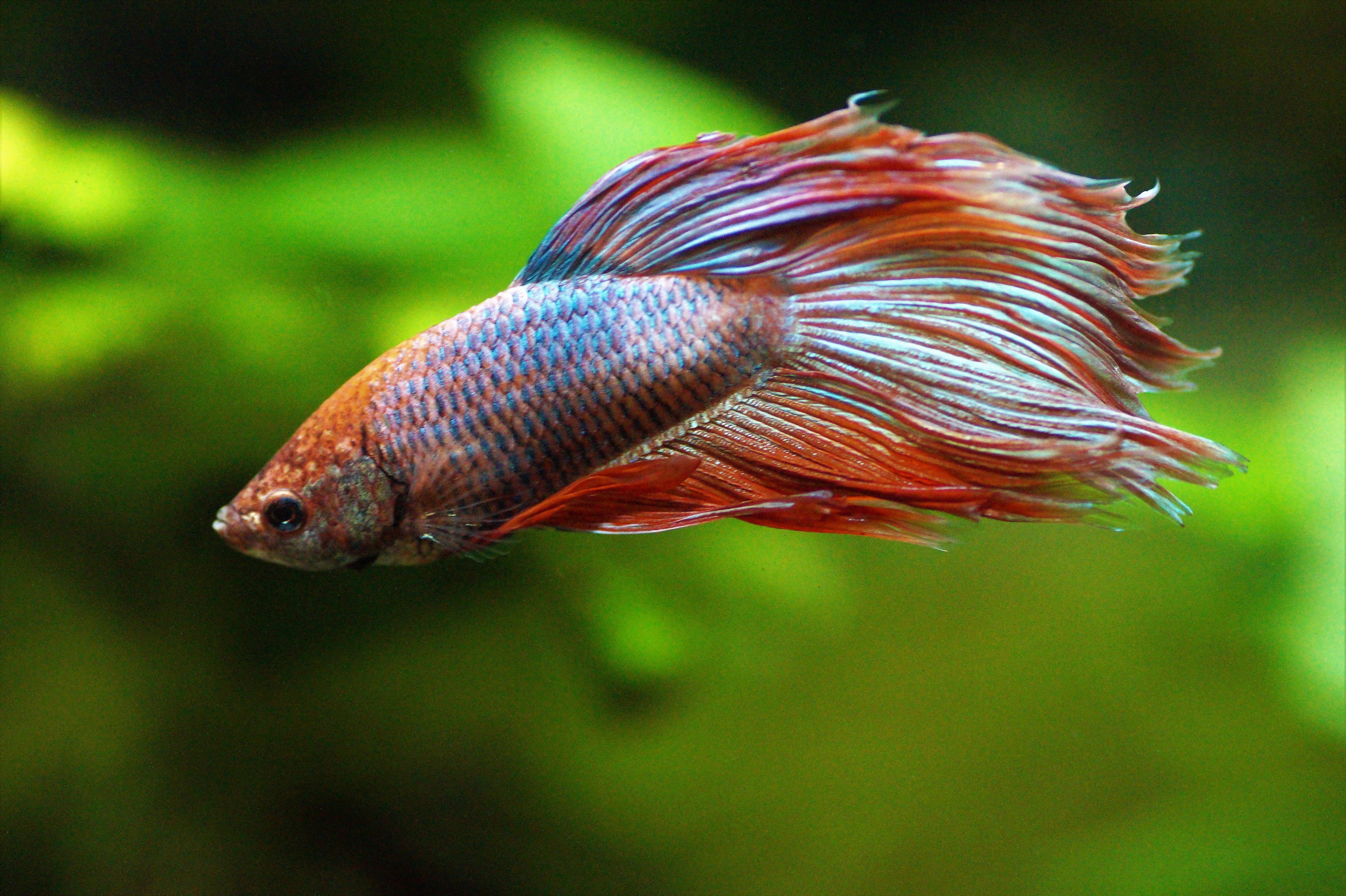 betta, sea, day, glass - material, nature, focus on foreground, close-up, marine, swimming, water, aquarium, veils, warrior, freshwater, underwater, tropical, HD Wallpaper