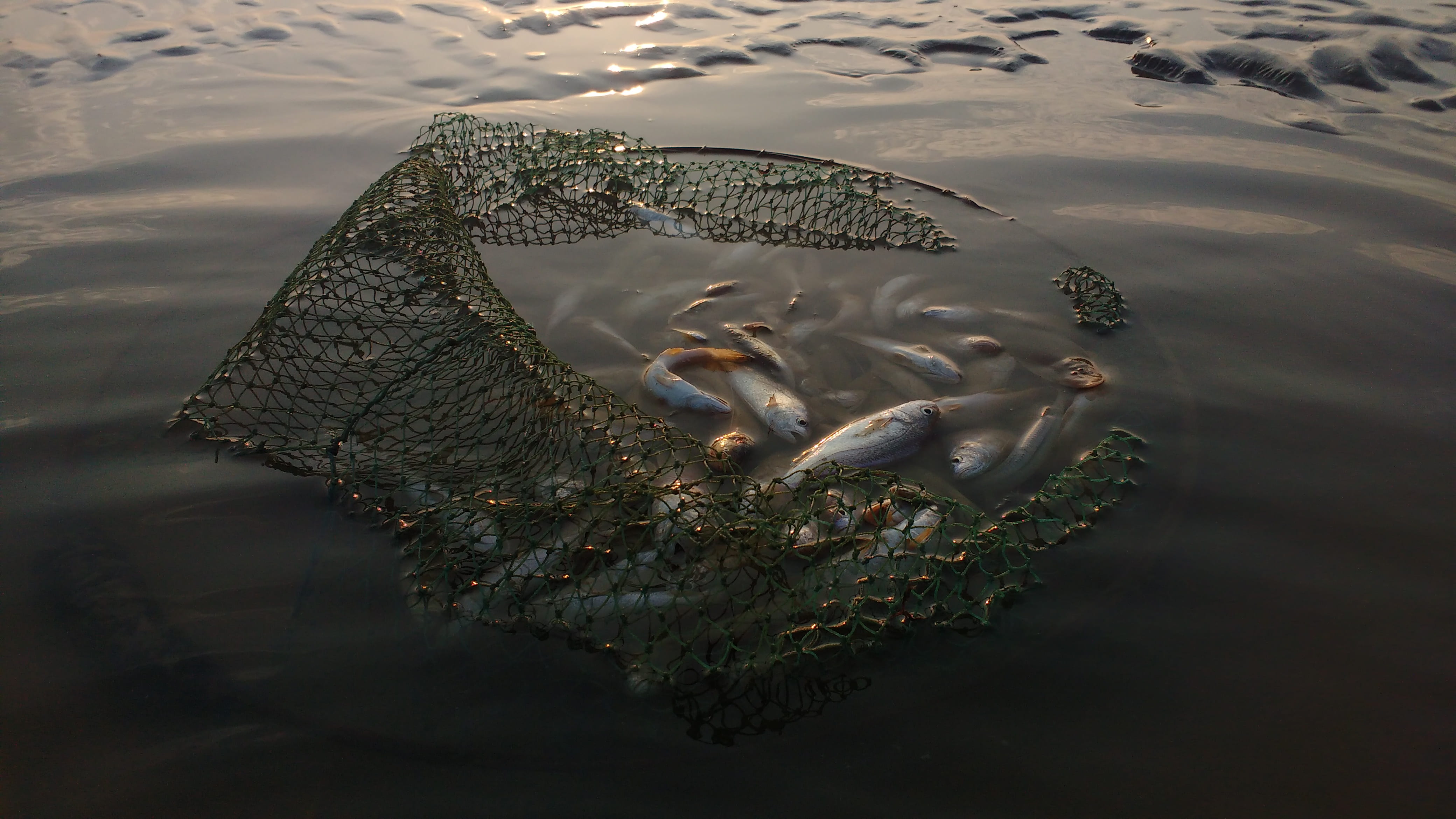 reflection, marine, catch, 4K, day, vertebrate, outdoors, fishman, high angle view, animal, group of animals, animal wildlife, animal themes, animals in the wild, HD Wallpaper