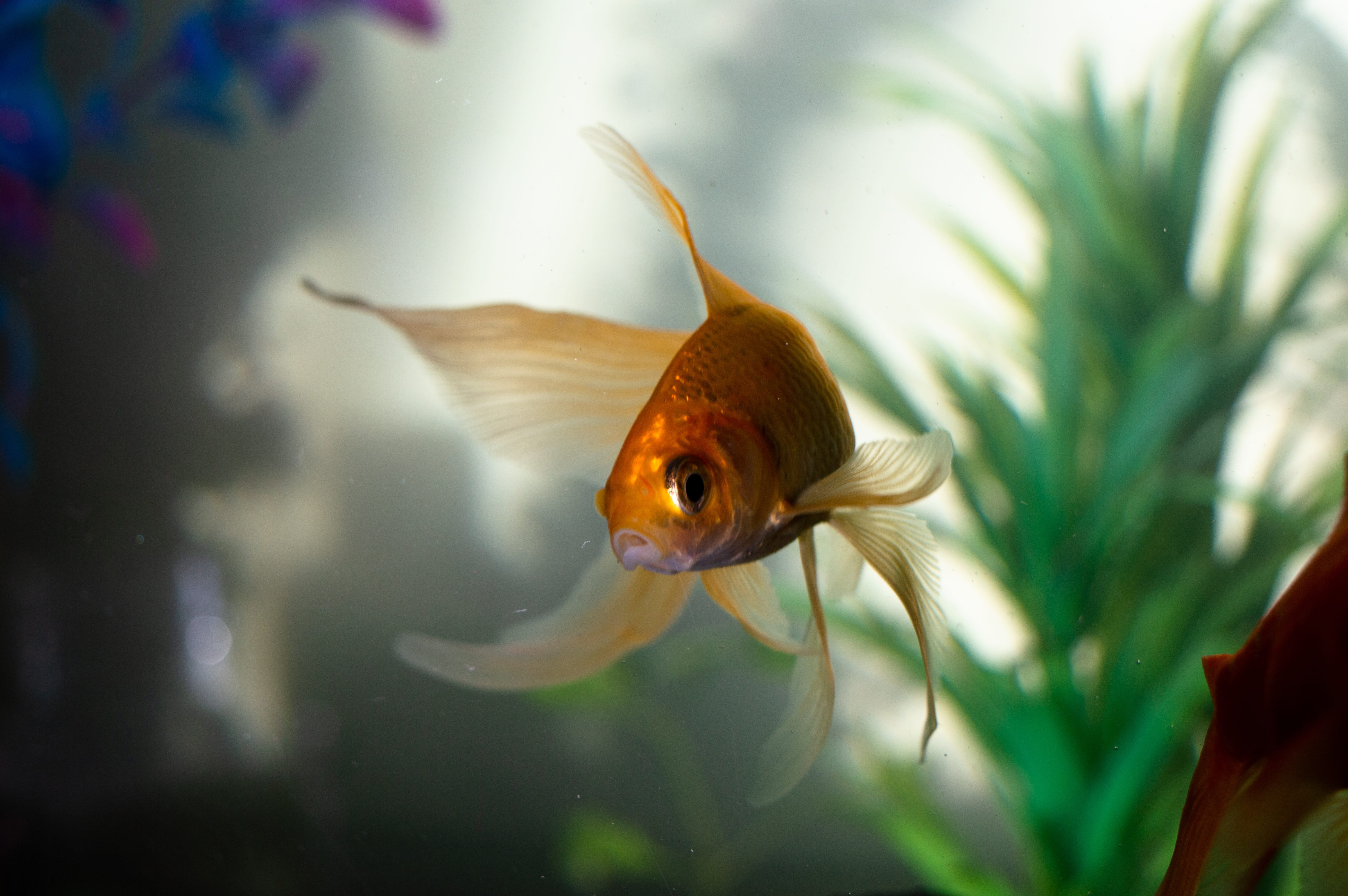 jellyfish, deep, blue, gold fish, undersea, nairobi, swimming, marine, animals in captivity, no people, ocean, goldfish, life, underwater, swim, sea, close-up, HD Wallpaper
