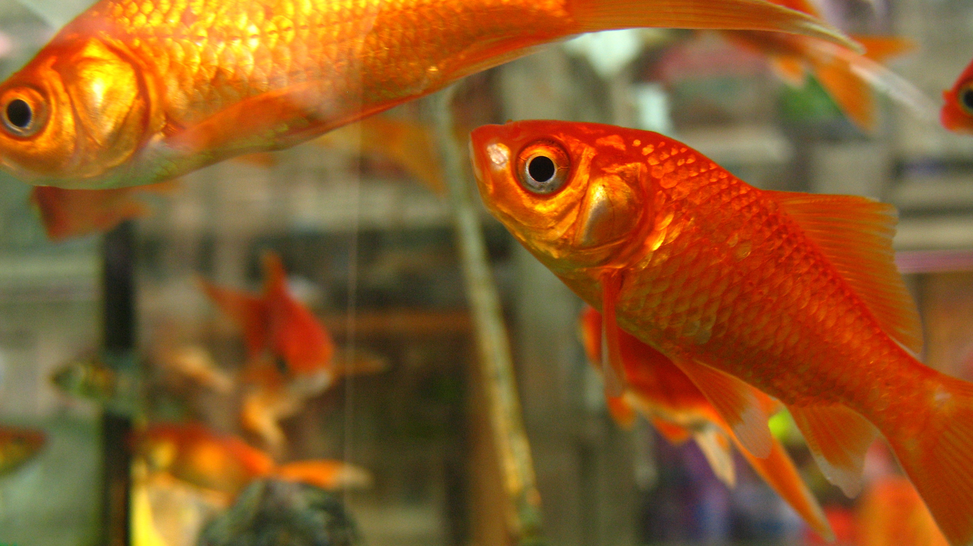 group of animals, animal, 2K, tail fin, vertebrate, orange color, animals in captivity, transparent, animal themes, water, tank, colorful, color, underwater, HD Wallpaper