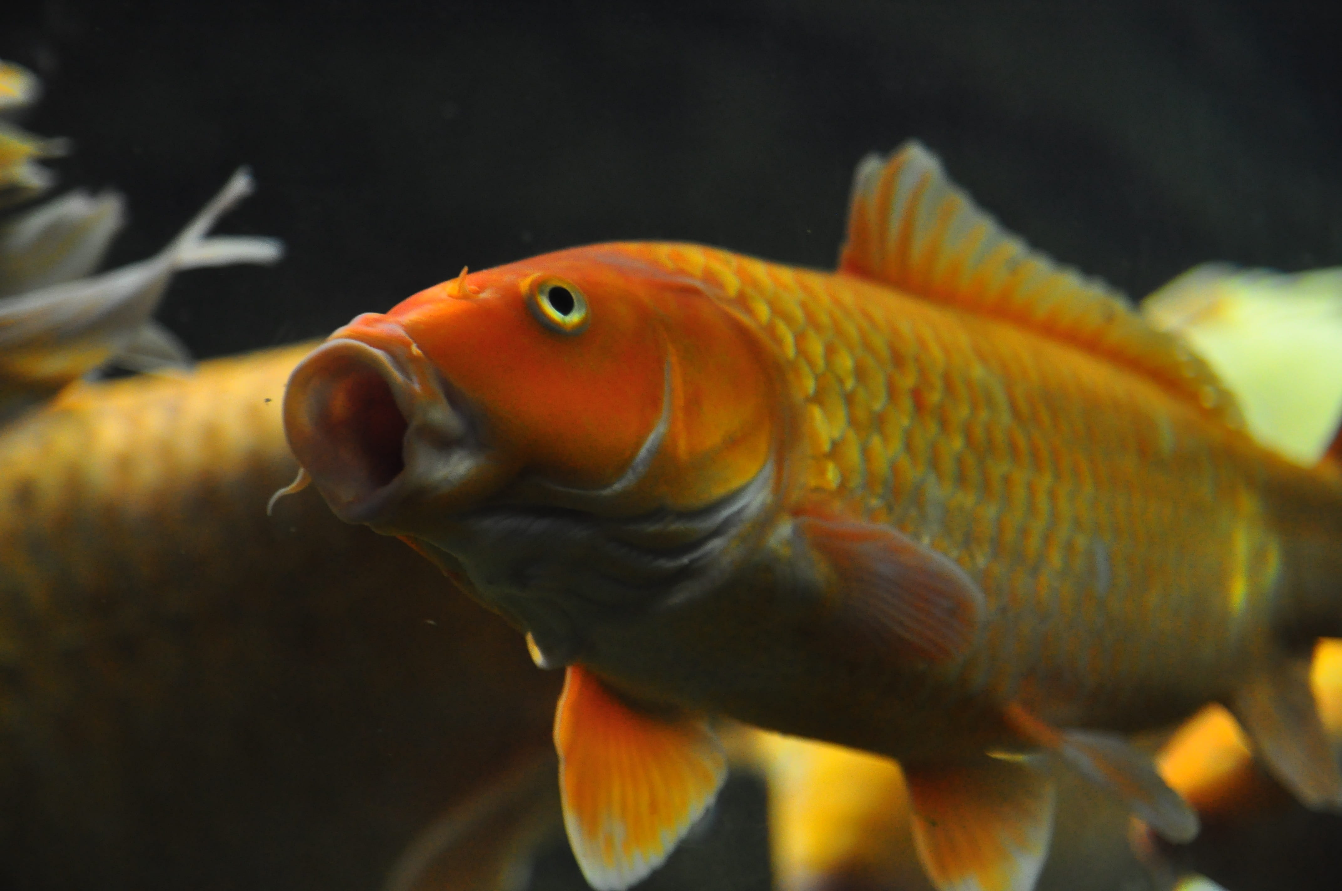 swim, water, nature, World, orange color, color, world, 4K, gold, undersea, vertebrate, goldfish, marine, fish, Fish, pet, outdoors, animals in captivity, HD Wallpaper