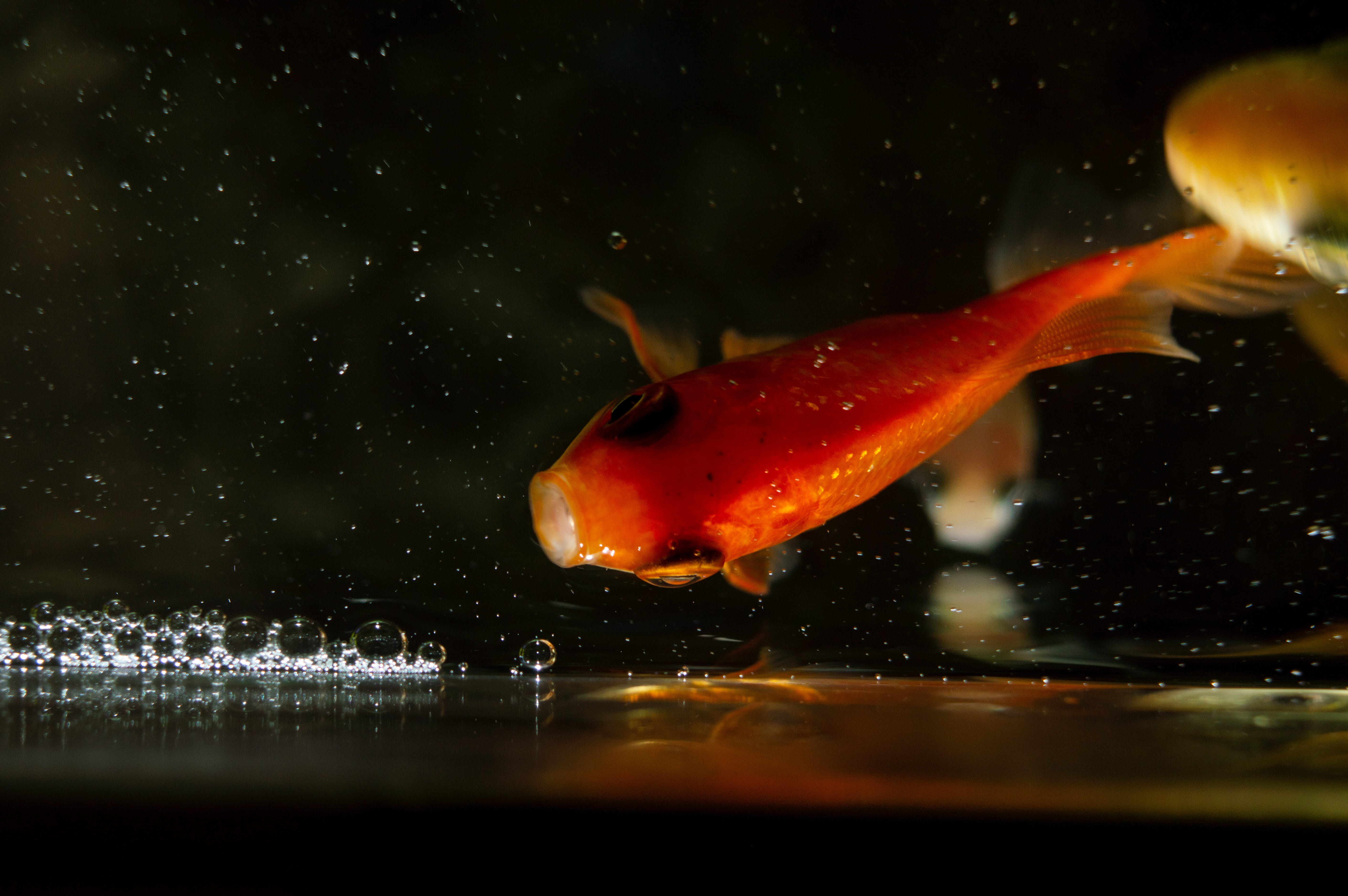 swim, underwater, vertebrate, gold, close-up, aquarium, sea, blue, fishing, asia, water, animal, deep, ocean, fish, outdoors, kenya, orange color, nature, HD Wallpaper