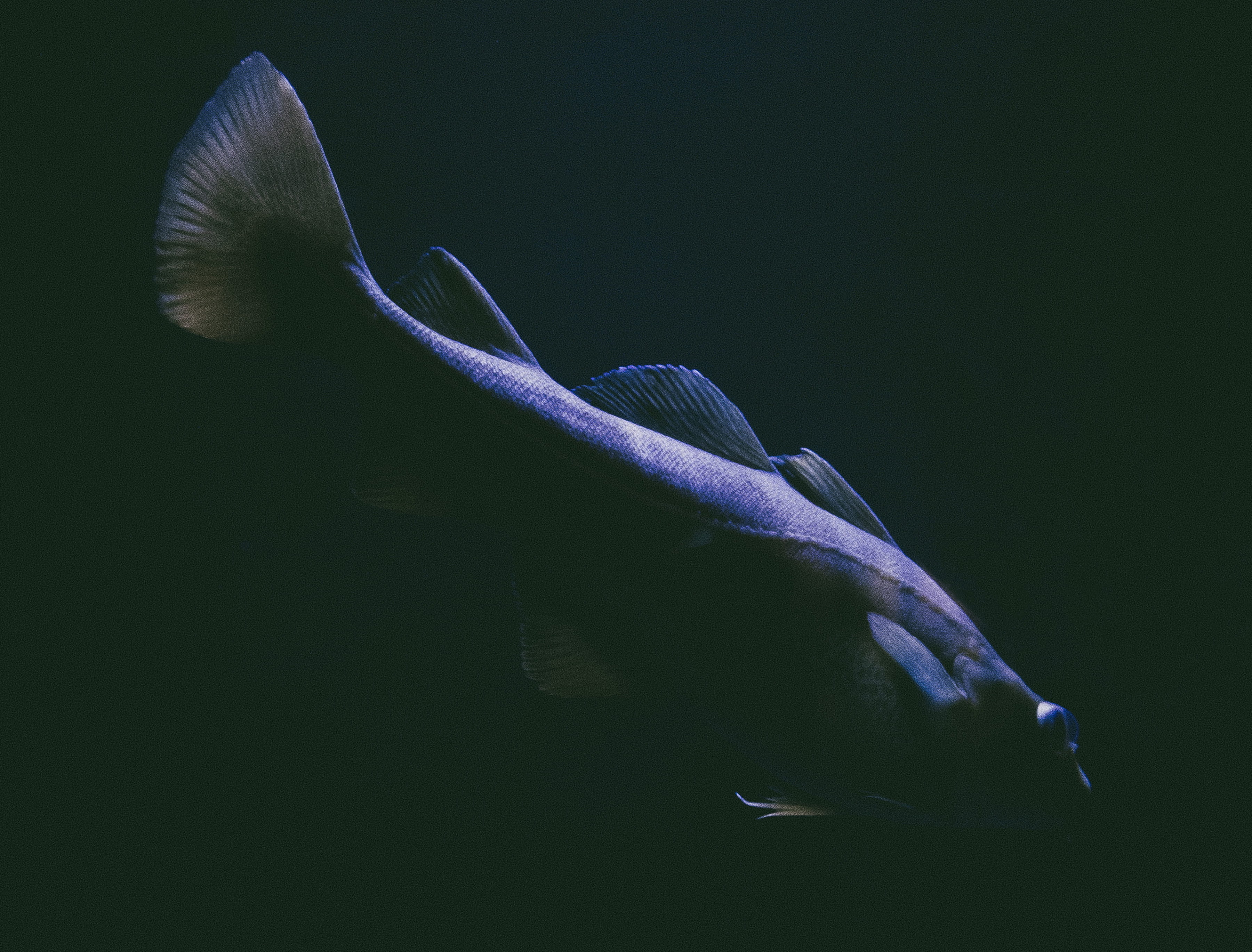 plant, no people, 2K, carp, one animal, sea life, great white shark, cod, animal themes, coho, animals in the wild, indoors, koi, close-up, angelfish, HD Wallpaper