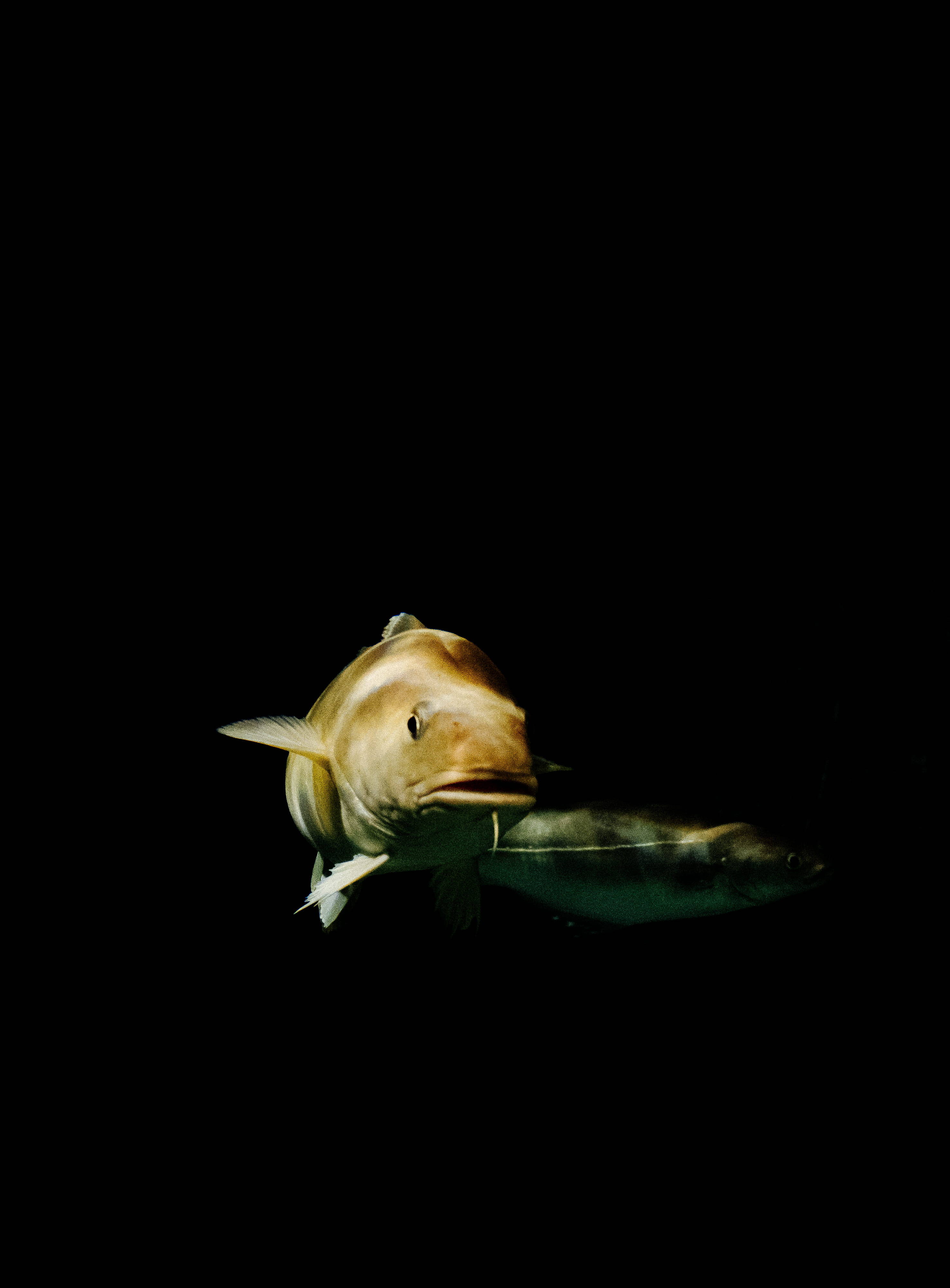 one animal, koi, beauty in nature, bird, indoors, amphiprion, sea life, bw, 4K, studio shot, no people, aquarium, close-up, swimming, vertebrate, ocean, Phone HD Wallpaper