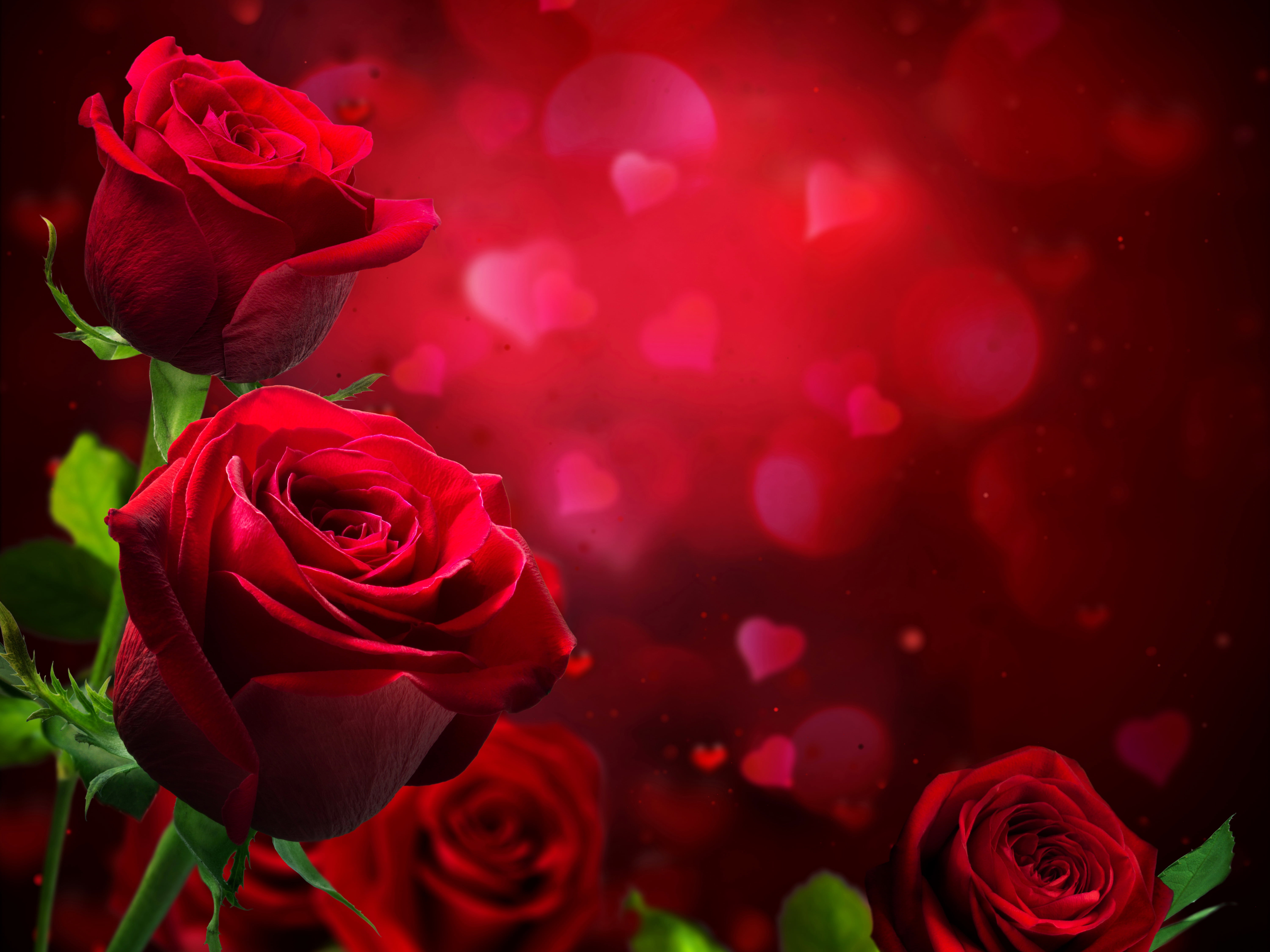 photo, celebration, beauty In Nature, wedding, rose, rose - Flower, flower Head, inflorescence, Flowers, valentines Day - Holiday, flowering plant, freshness, HD Wallpaper