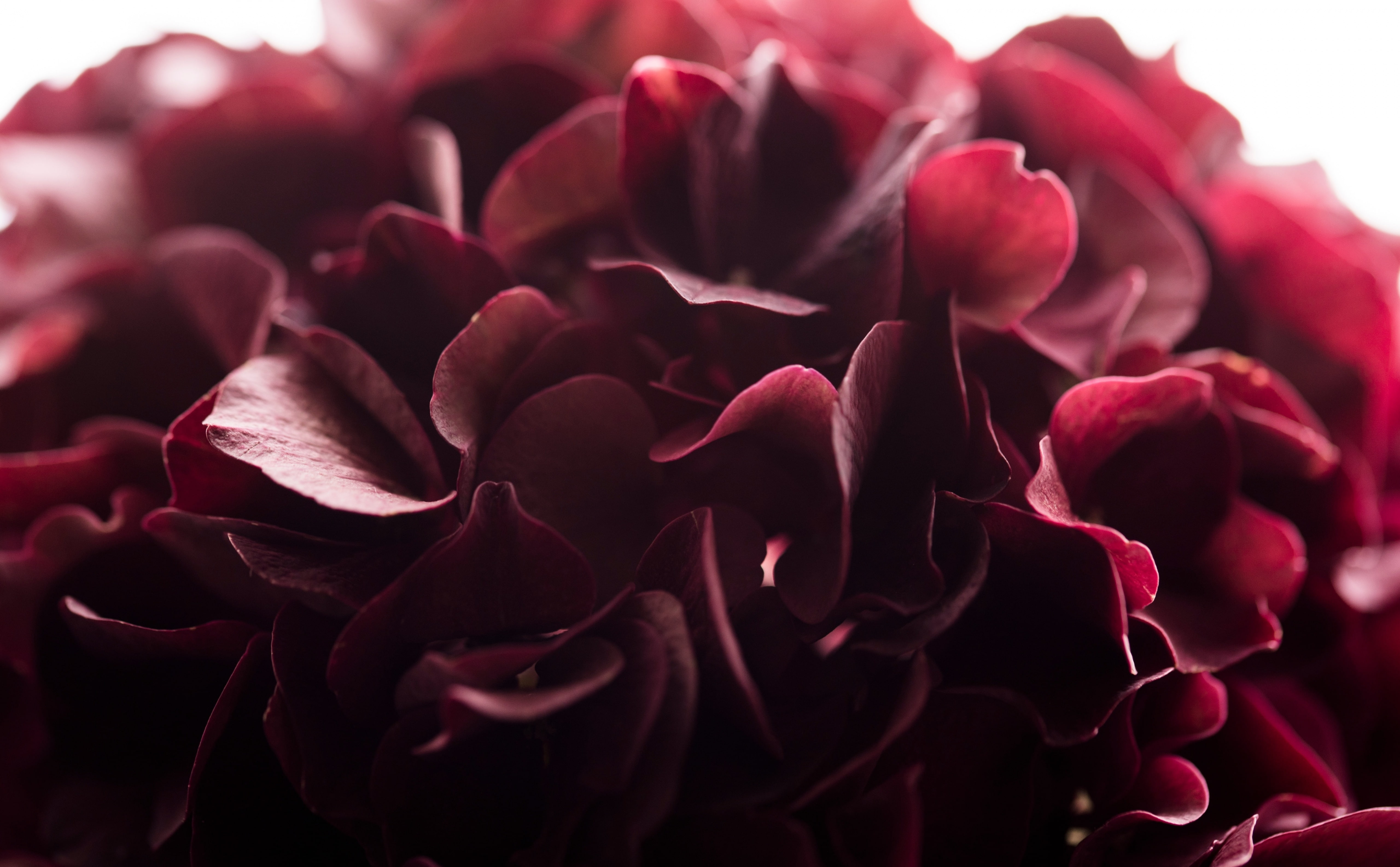 beauty in nature, bouquet, dark, love, flowering plant, Macro, valentines day - holiday, fragility, bunch of flowers, no people, Color, inflorescence, plant, HD Wallpaper