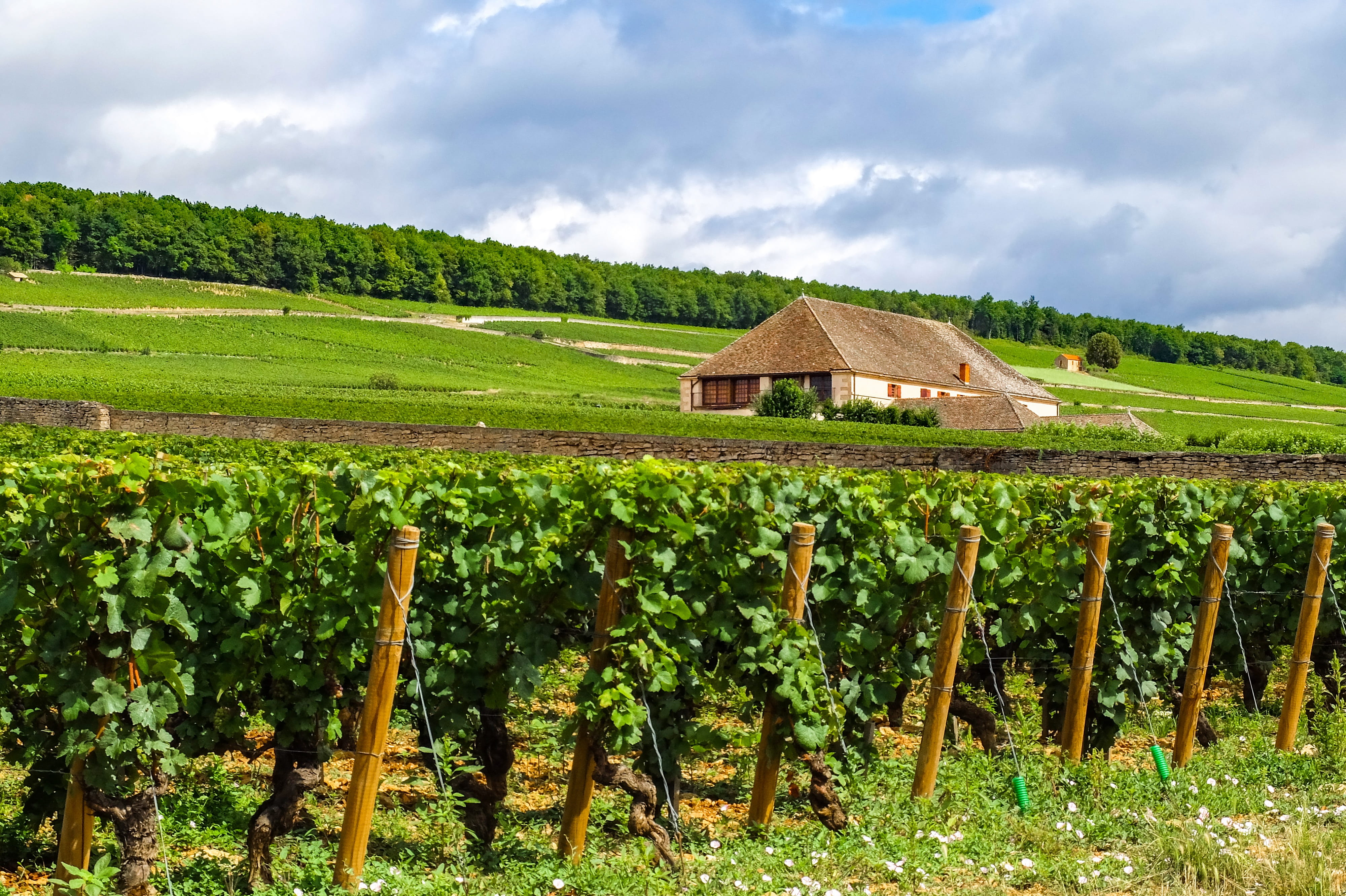 sky, house, vine, agriculture, environment, cloud - sky, nature, landscape, plant, land, summer, plantation, outdoors, growth, 4K, hut, field, built structure, HD Wallpaper