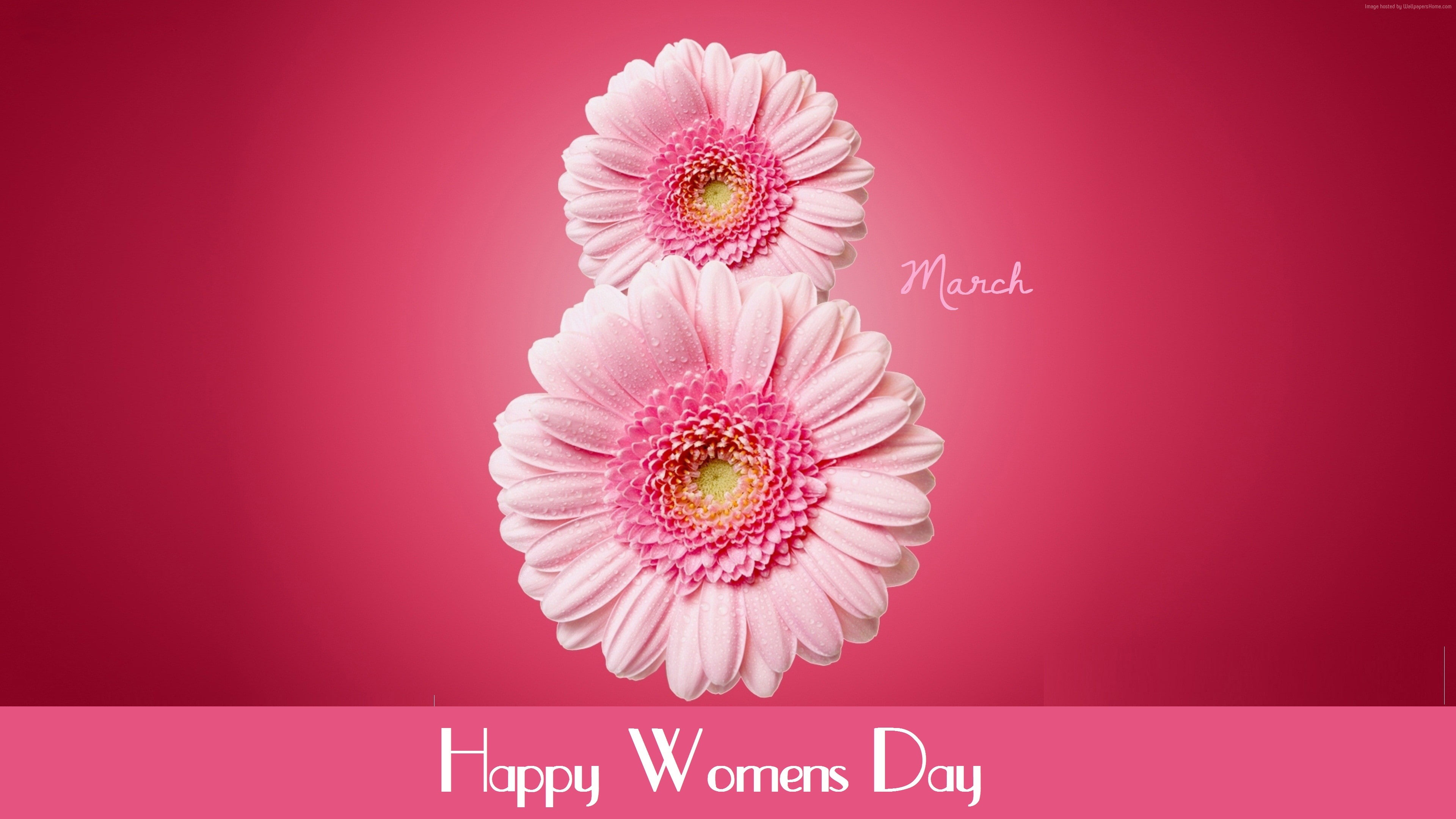 pink, gerbera, International Womens Day, March 8, 4K, flowers, HD Wallpaper