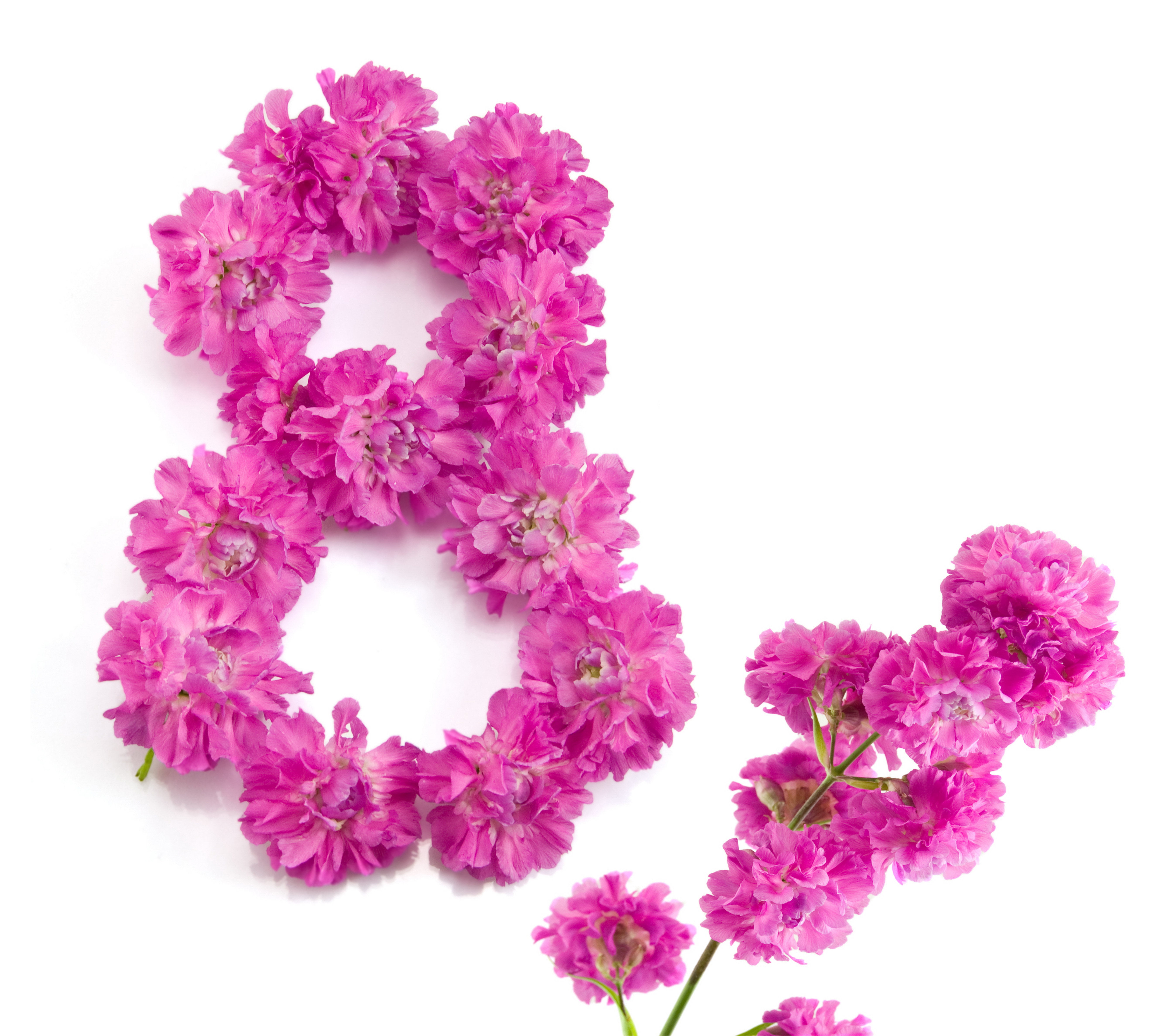 beauty In Nature, international womens day, nature, red, bunch of flowers, plant, purple, white Background, studio shot, petaled, close-up, no people, fragility, HD Wallpaper