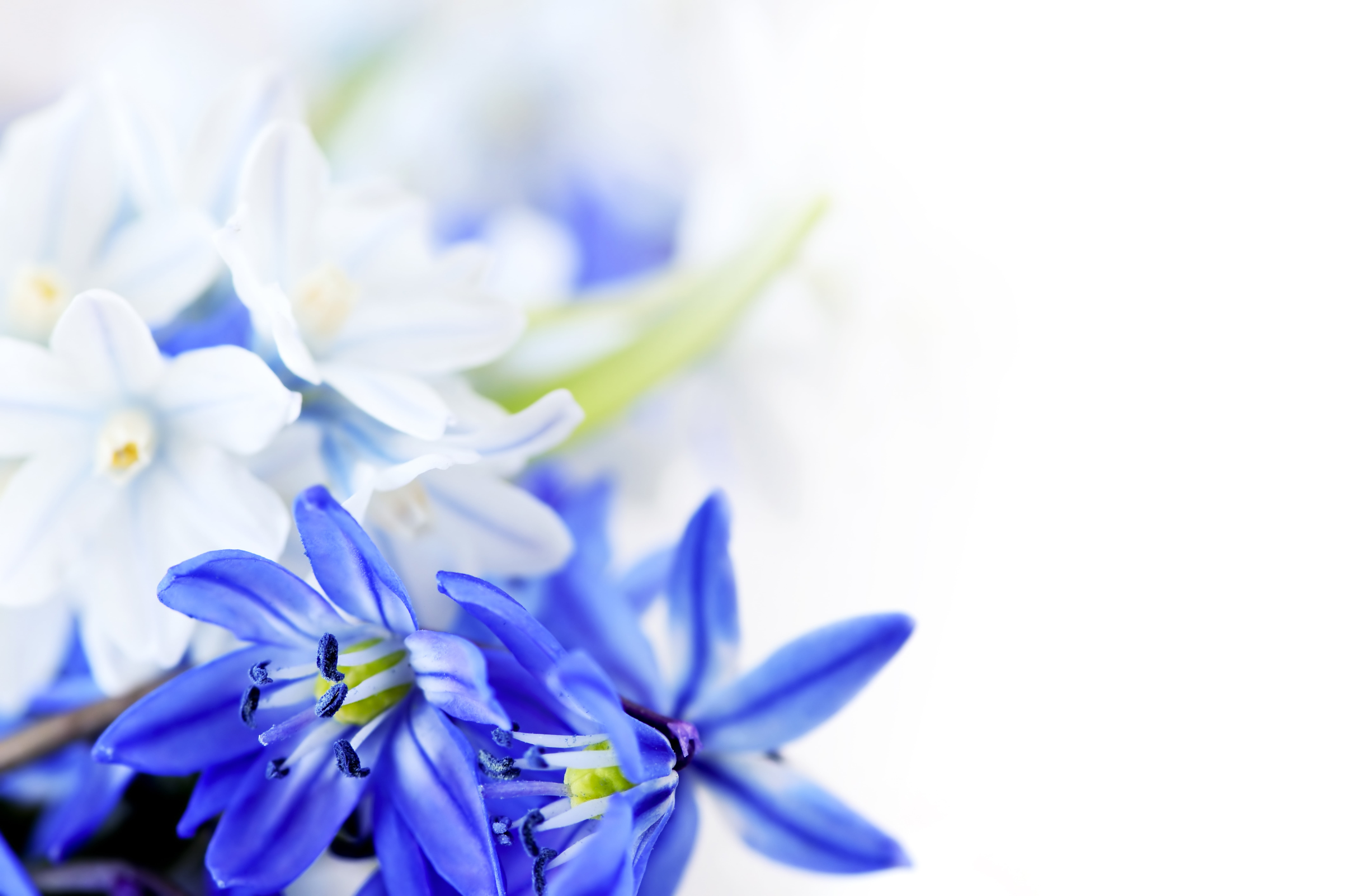 plant, selective focus, yellow, March 8, flowering plant, white background, season, color Image, freshness, copy Space, vulnerability, purple, flowers, HD Wallpaper