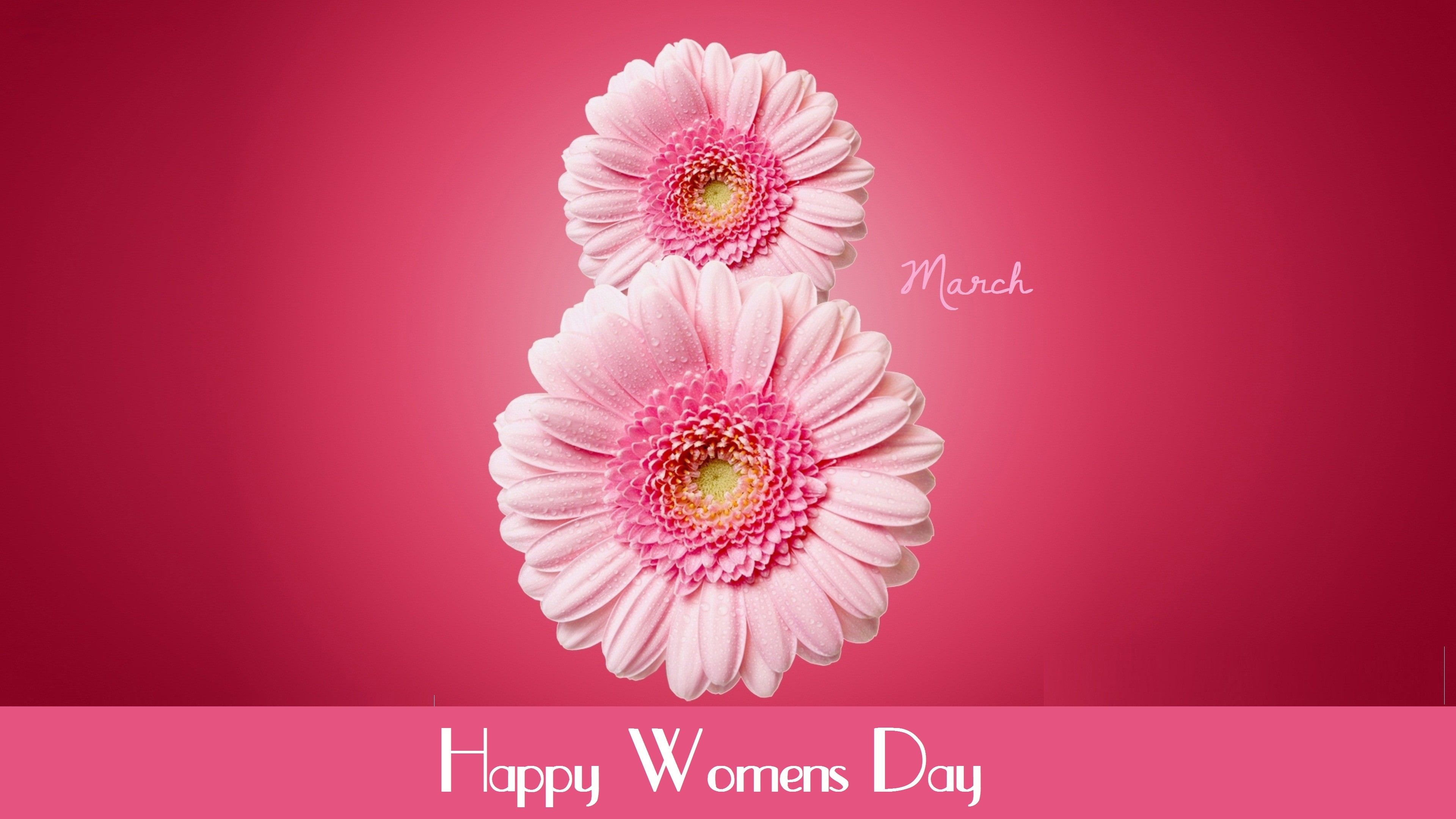 4K, flowers, International Womens Day, overlay, day, happy, womens, March 8, pink, gerbera, text, HD Wallpaper