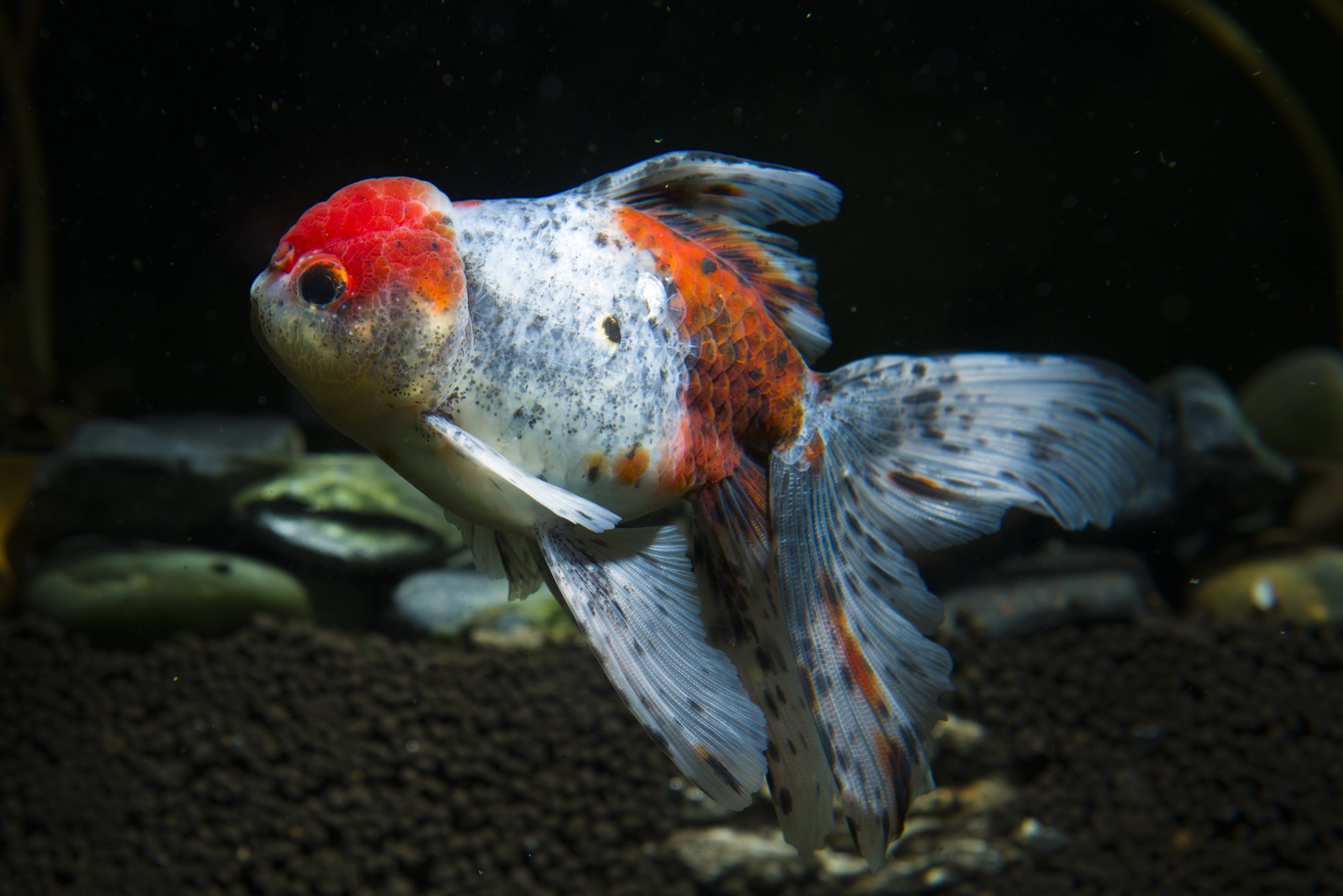 animals in the wild, outdoors, sea life, aquarium, underwater, animals in captivity, swimming, one animal, red, gray, no people, animal, fish, animal wildlife, HD Wallpaper