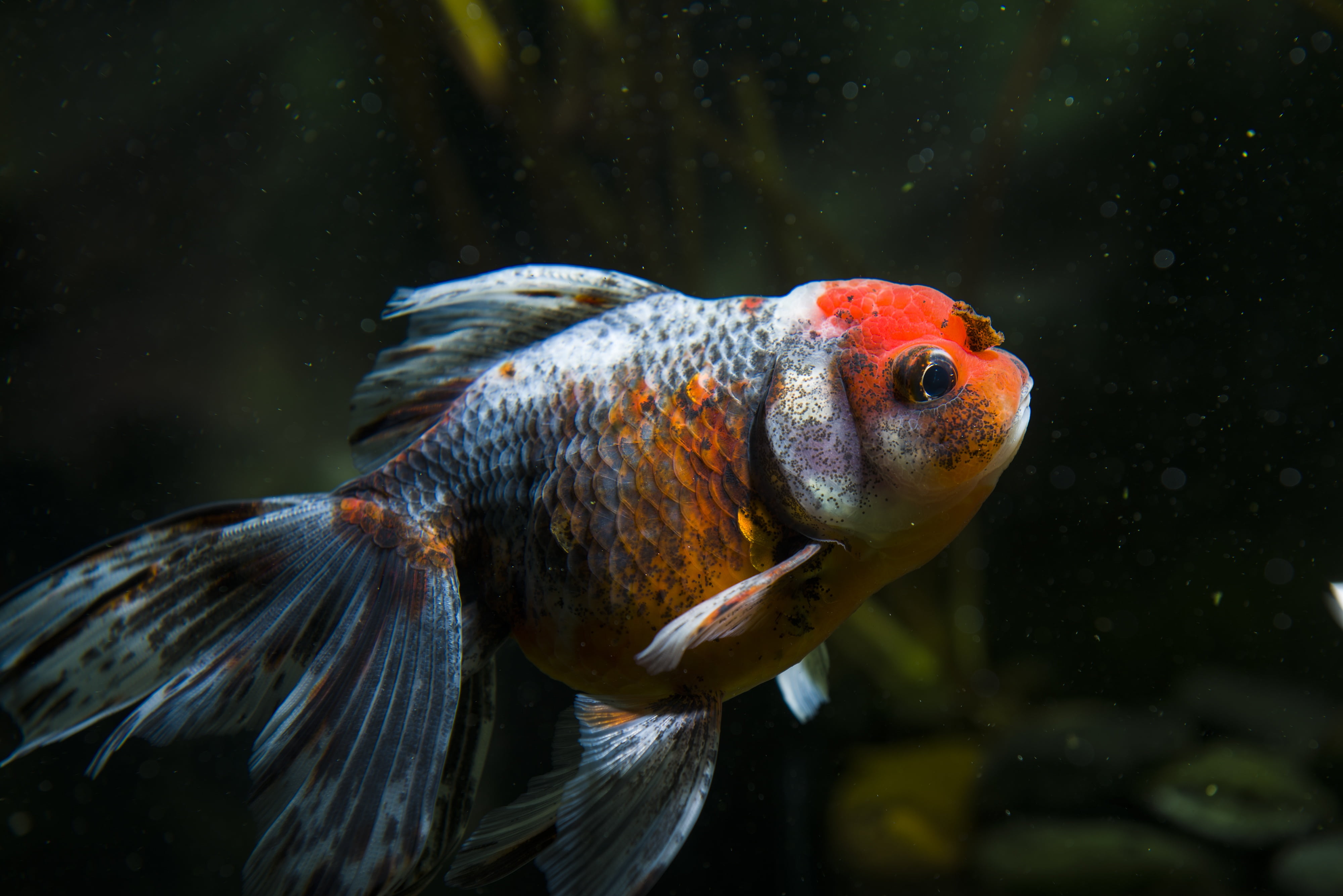 focus on foreground, fish, close-up, red, animal themes, no people, sea, animals in the wild, nature, closeup, transparent, animal wildlife, outdoors, goldfish, HD Wallpaper