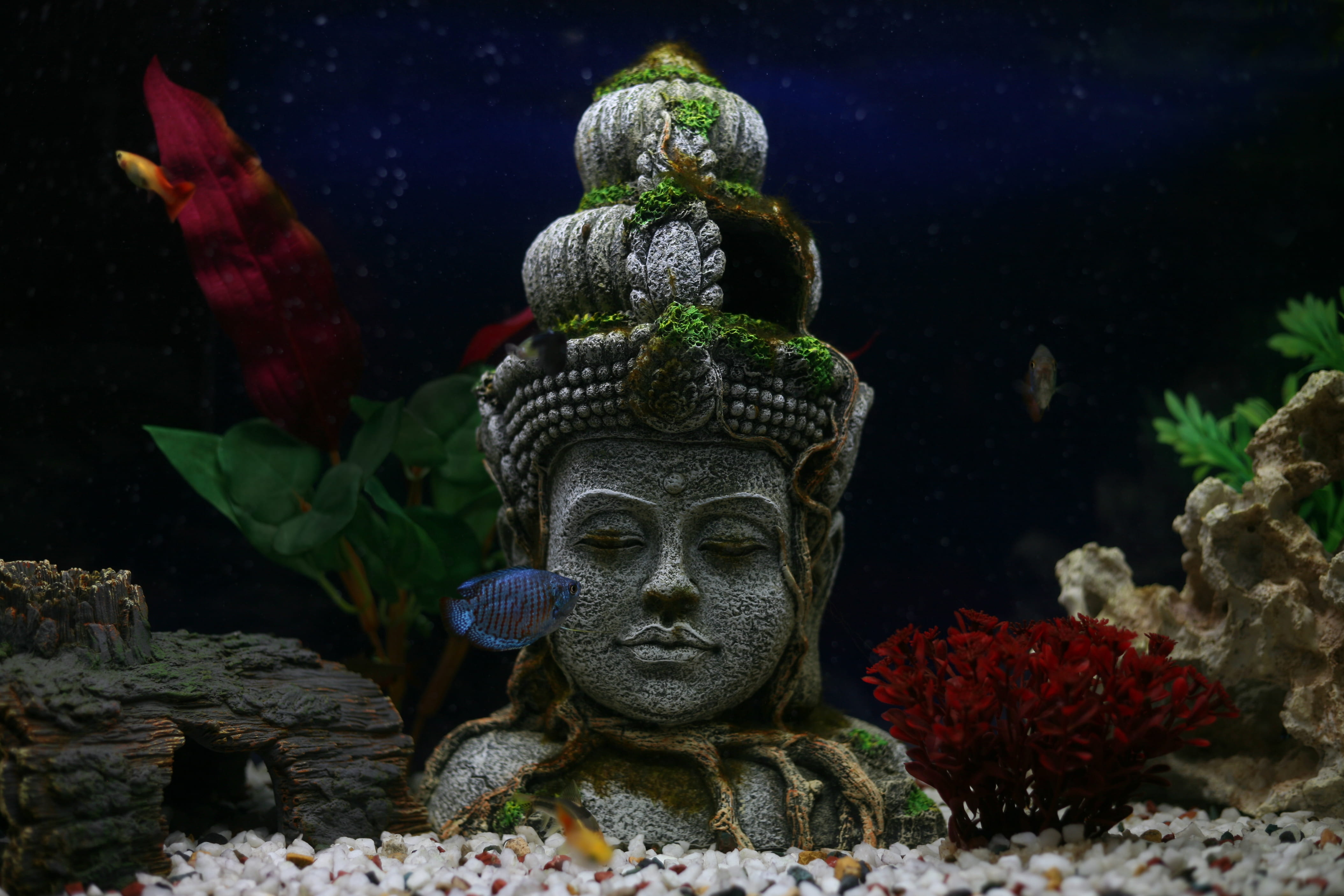 ornament, creativity, representation, religion, spirituality, place of worship, blue, craft, bust, water, fish, hindu, male likeness, pet, nature, art and craft, HD Wallpaper