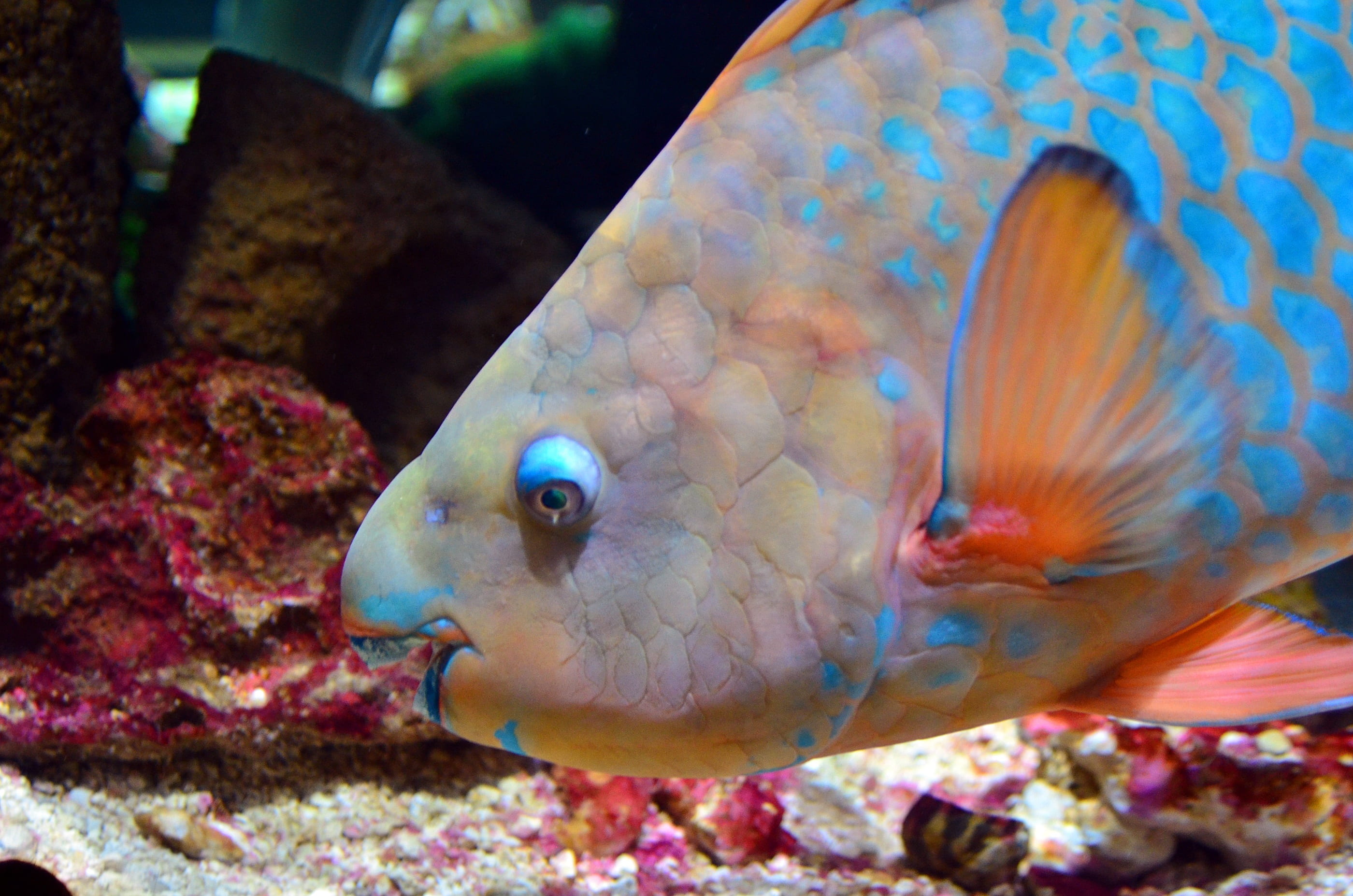 swimming, marine, tropical, sea, coral, animals in the wild, water, colorful, aquarium, animal wildlife, fish, no people, tropical fish, close-up, 2K, HD Wallpaper