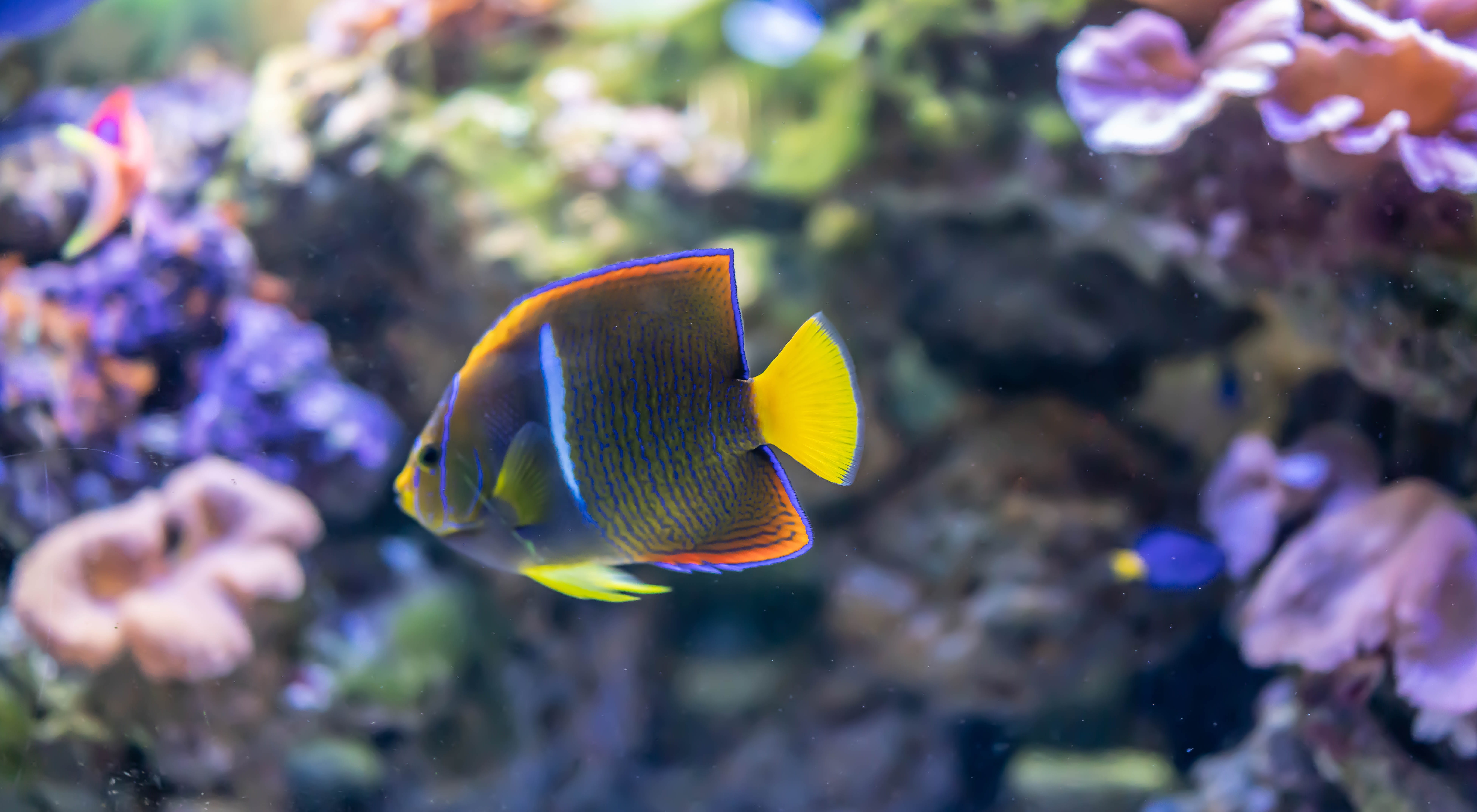 8K, sea, group of animals, animal themes, aquatic, marine, undersea, reef, underwater, multi colored, glass - material, animals in the wild, vertebrate, HD Wallpaper