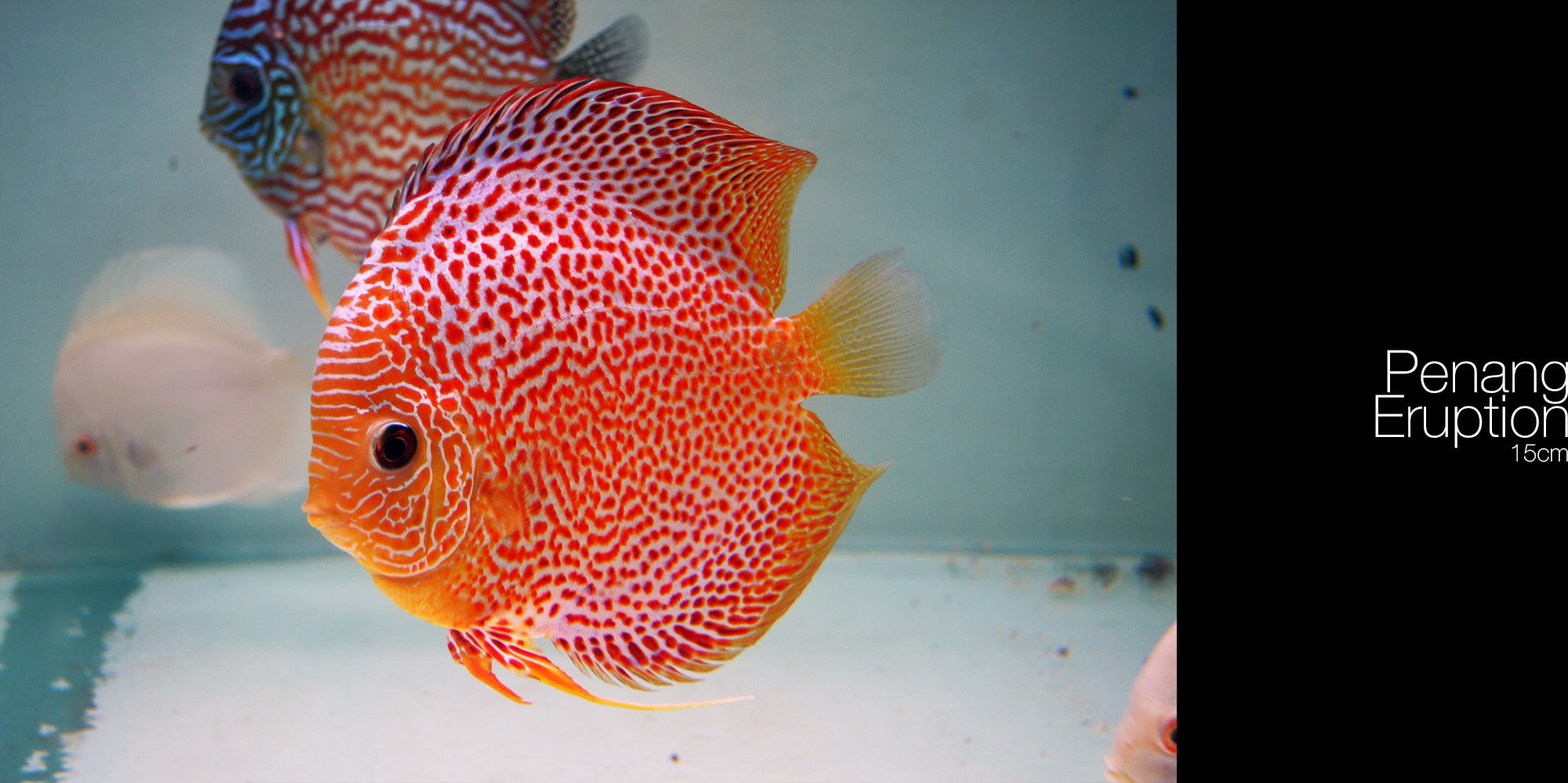 undersea, animals in the wild, indoors, 1080P, animal, one animal, Discus Fish, animals in captivity, sea, sea life, tank, fish, no people, animal wildlife, HD Wallpaper
