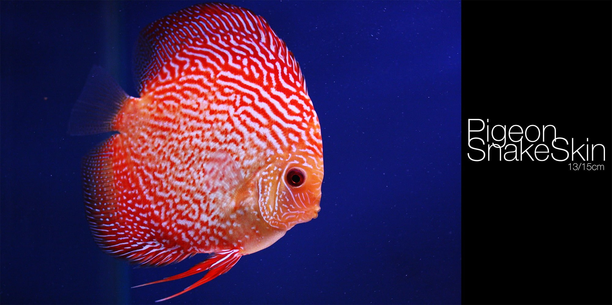 1080P, undersea, glass - material, marine, Discus Fish, fish, animals in the wild, animal, nature, orange color, indoors, animals in captivity, one animal, HD Wallpaper