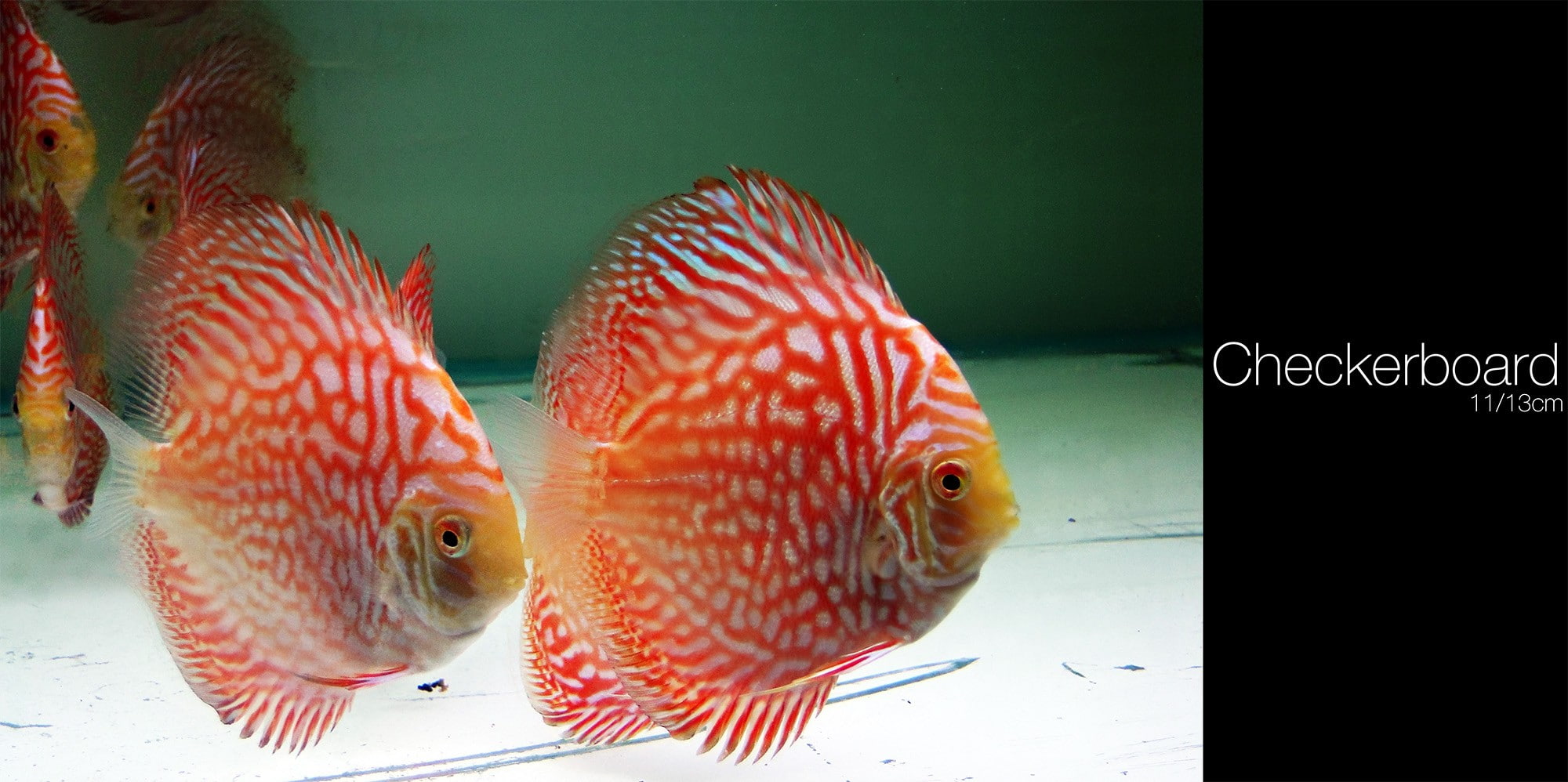 sea, fish tank, animal themes, transparent, close-up, two animals, animal, vertebrate, swimming, indoors, animal wildlife, group of animals, glass - material, HD Wallpaper