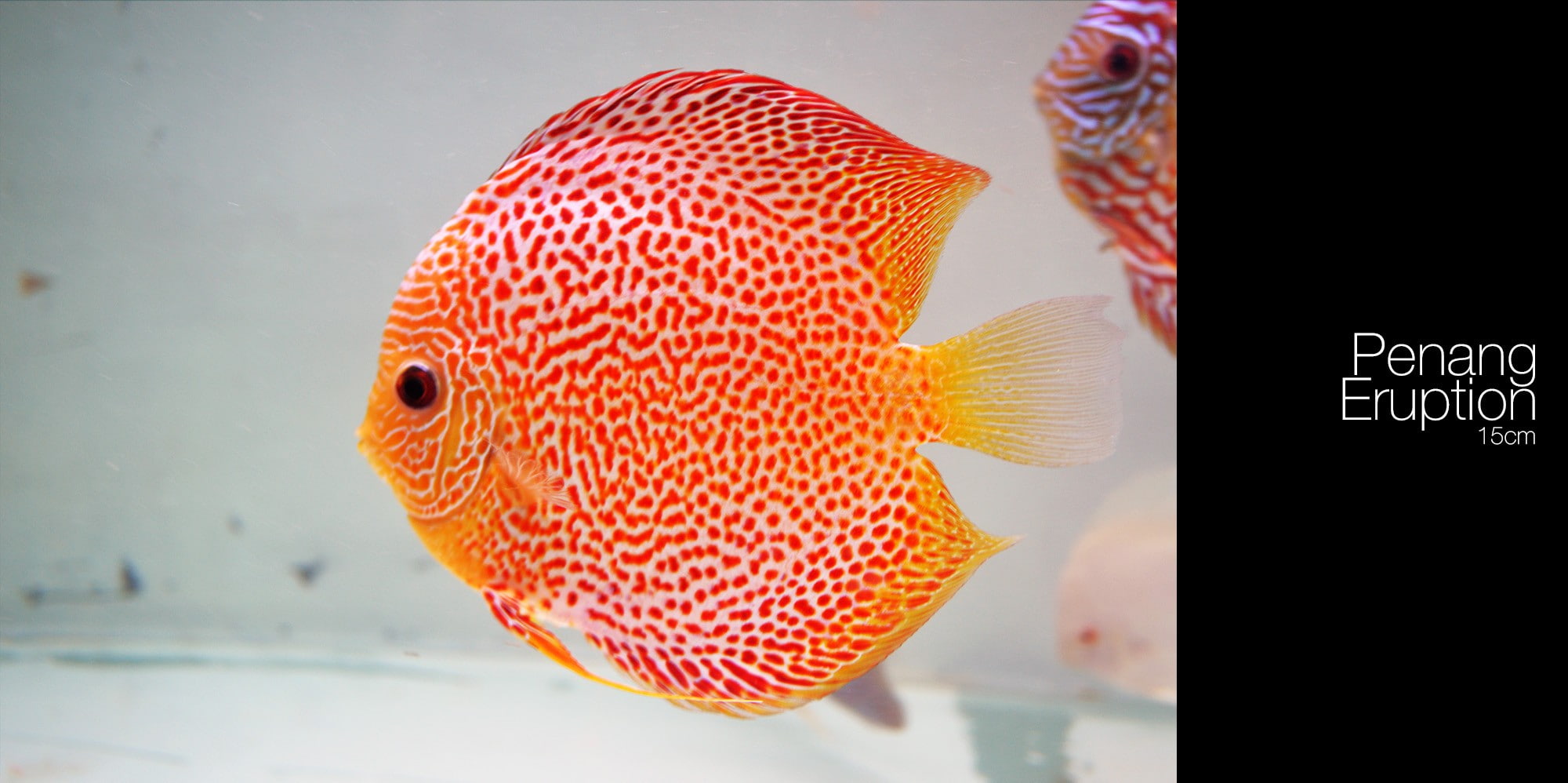 animals in the wild, nature, water, sea life, animal wildlife, transparent, glass - material, one animal, marine, swimming, close-up, orange color, fish tank, HD Wallpaper