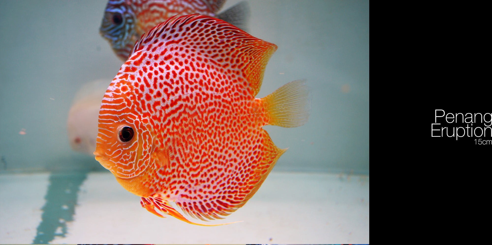 animal themes, animal, goldfish, sea life, fish, animal wildlife, close-up, water, swimming, transparent, vertebrate, indoors, marine, sea, glass - material, HD Wallpaper