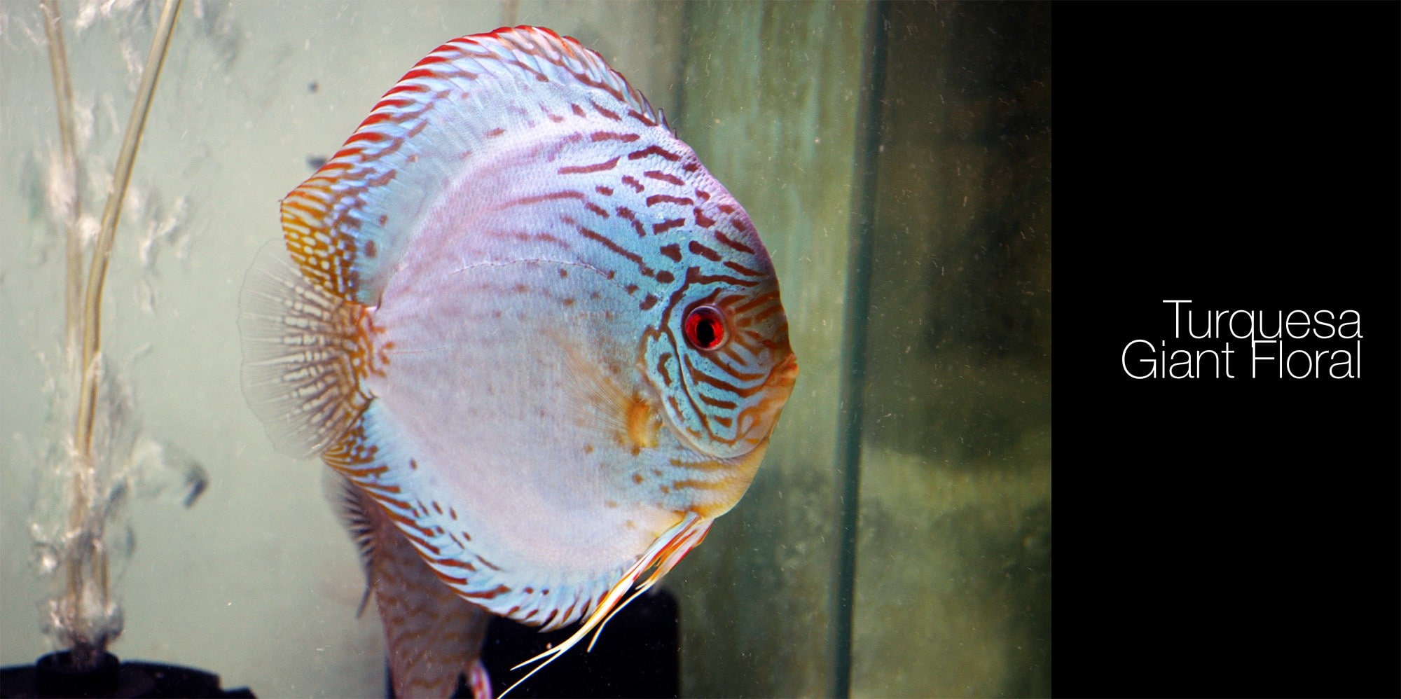 animal, animals in the wild, sea, animal themes, Discus Fish, close-up, one animal, seafood, 1080P, indoors, underwater, animal wildlife, fish, freshness, HD Wallpaper