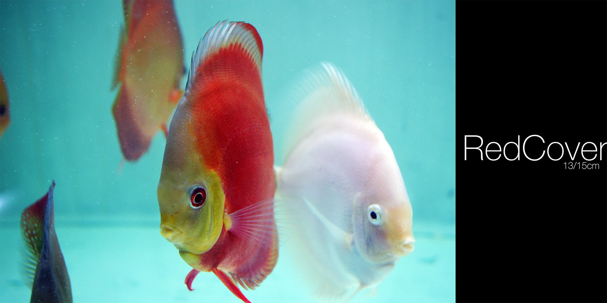 pets, animal wildlife, fish tank, fish, Discus Fish, 1080P, indoors, animals in the wild, water, animal themes, transparent, marine, goldfish, group of animals, HD Wallpaper
