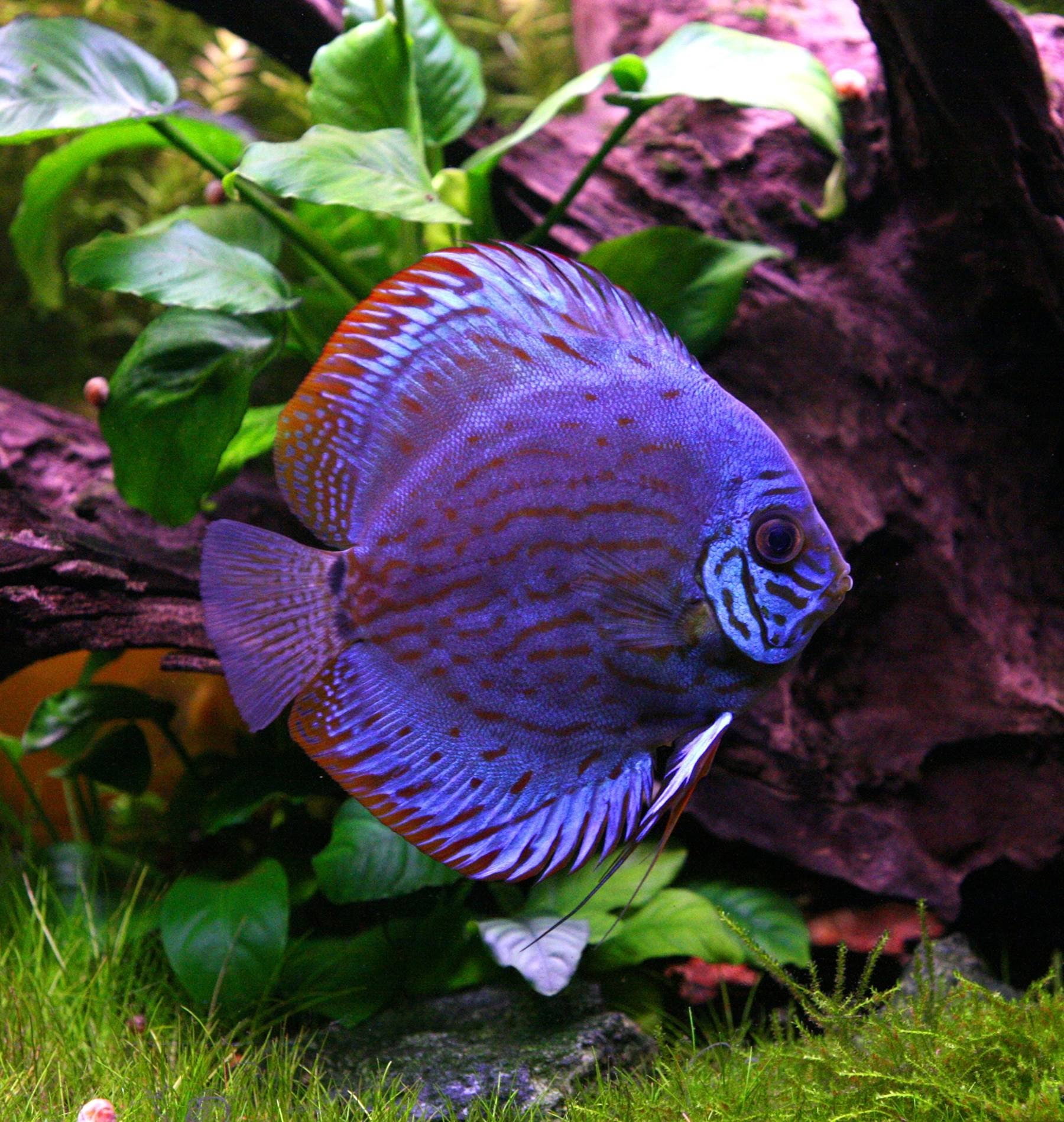 discus, 720P, fish, tropical, Phone HD Wallpaper