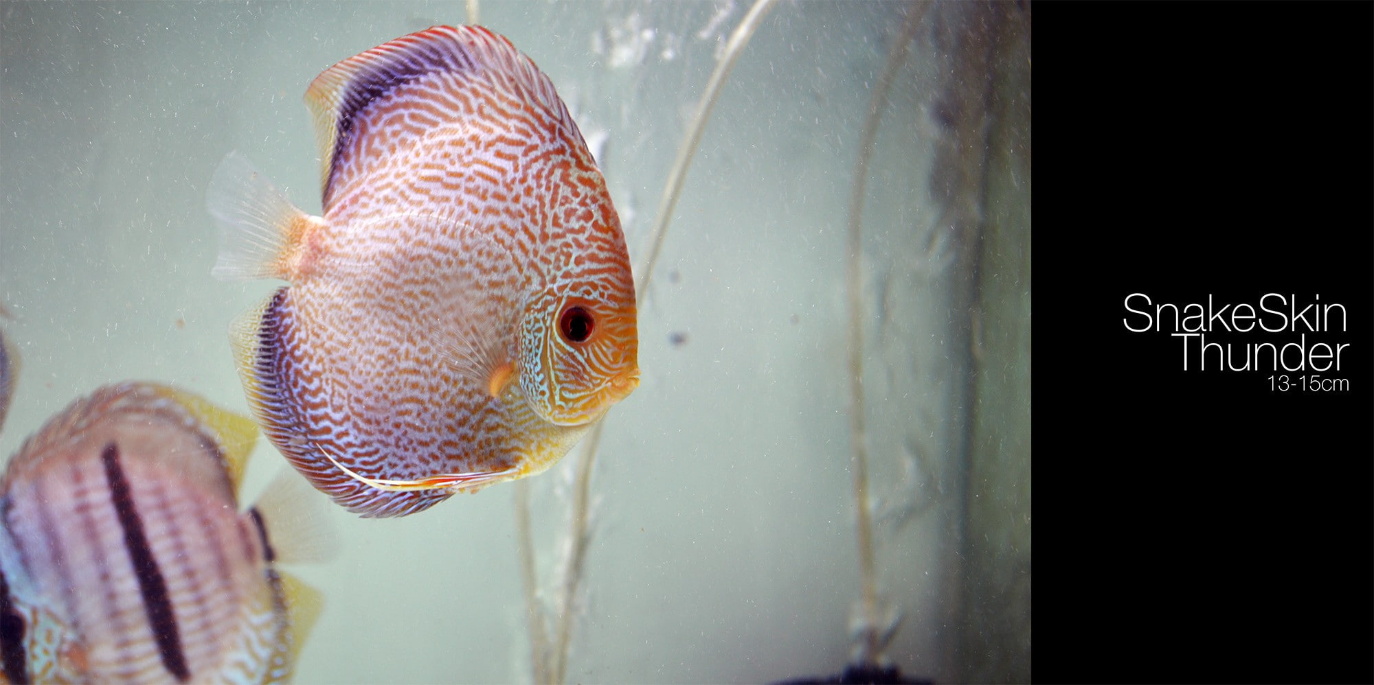 fish, animals in captivity, no people, 1080P, one animal, animal themes, sea, indoors, close-up, sea life, glass - material, animal wildlife, transparent, HD Wallpaper