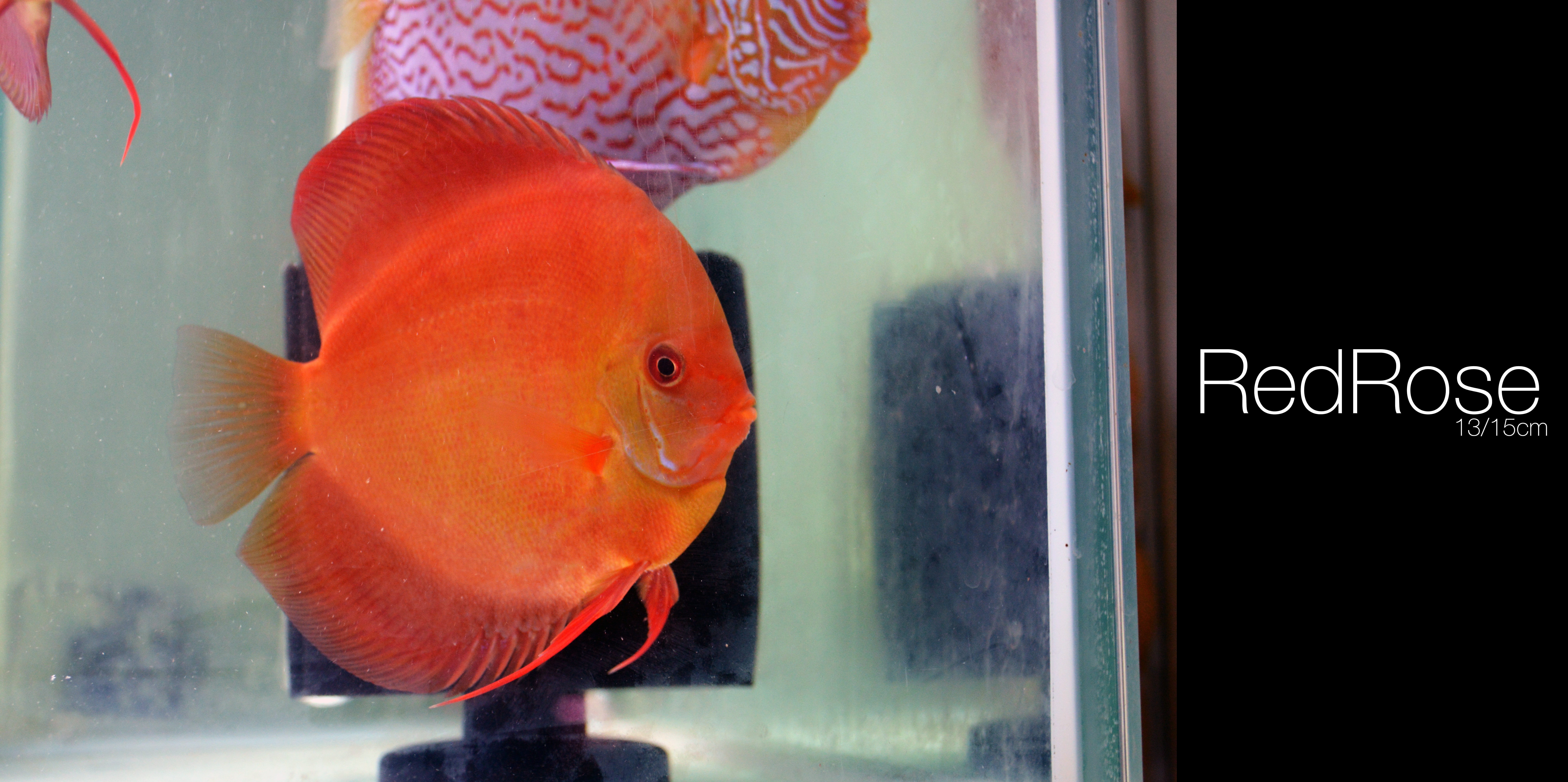 animal, animal themes, one animal, goldfish, fish, animal wildlife, transparent, orange color, animals in the wild, Discus Fish, glass - material, marine, HD Wallpaper
