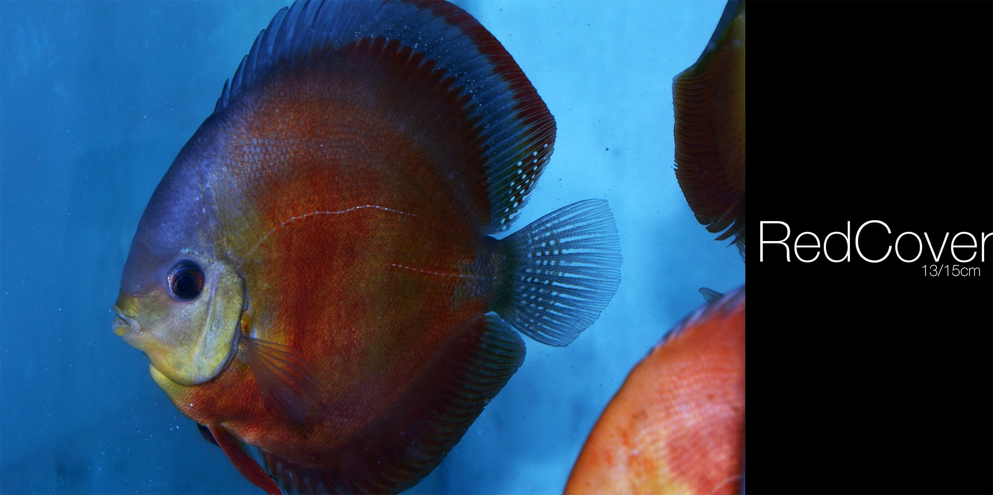 close-up, fish, swimming, animals in the wild, nature, underwater, marine, indoors, no people, water, sea life, saltwater fish, vertebrate, Discus Fish, HD Wallpaper
