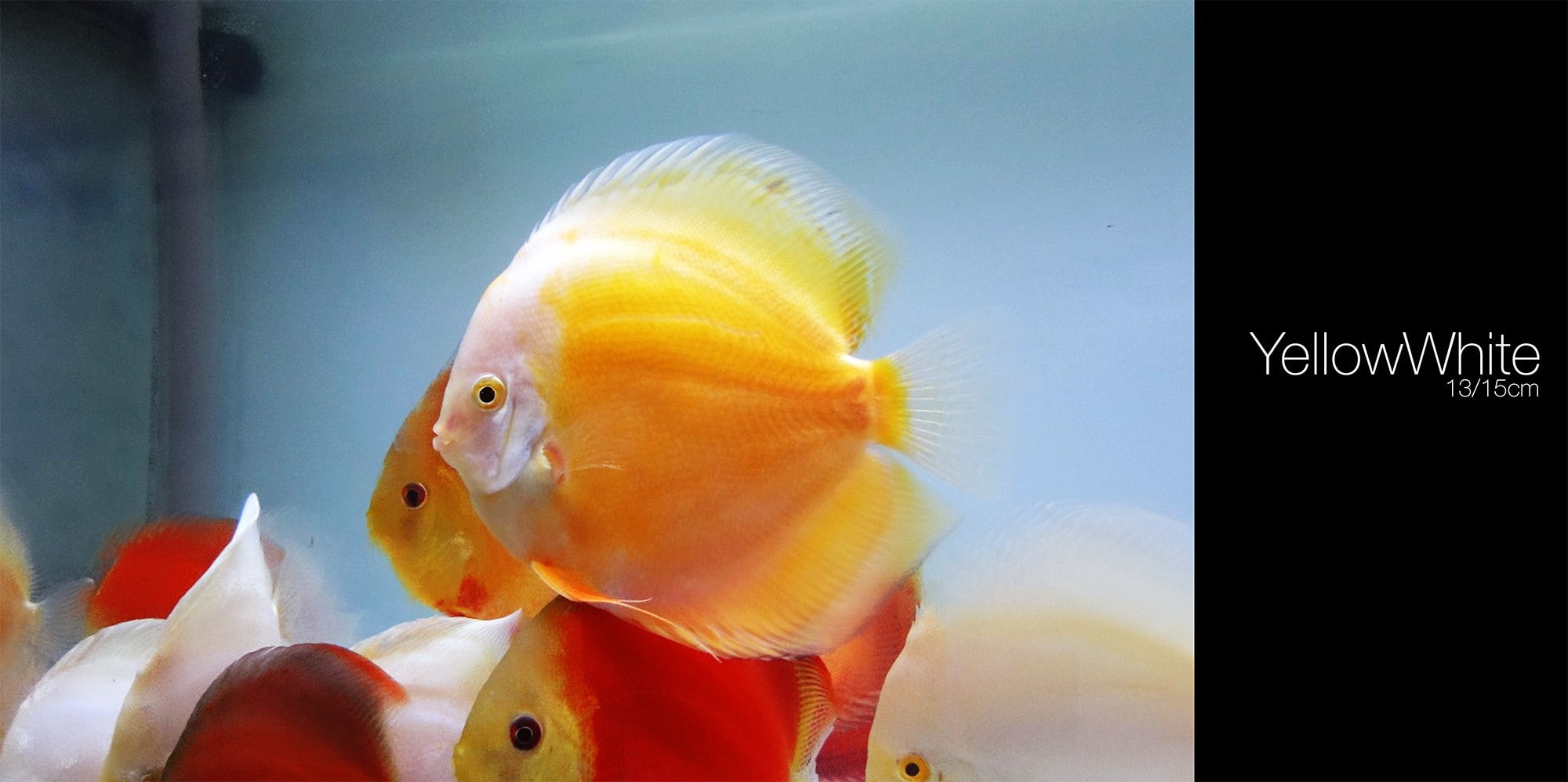 sea, transparent, no people, nature, glass - material, marine, swimming, goldfish, pets, animals in captivity, animal themes, animal wildlife, fish, indoors, HD Wallpaper