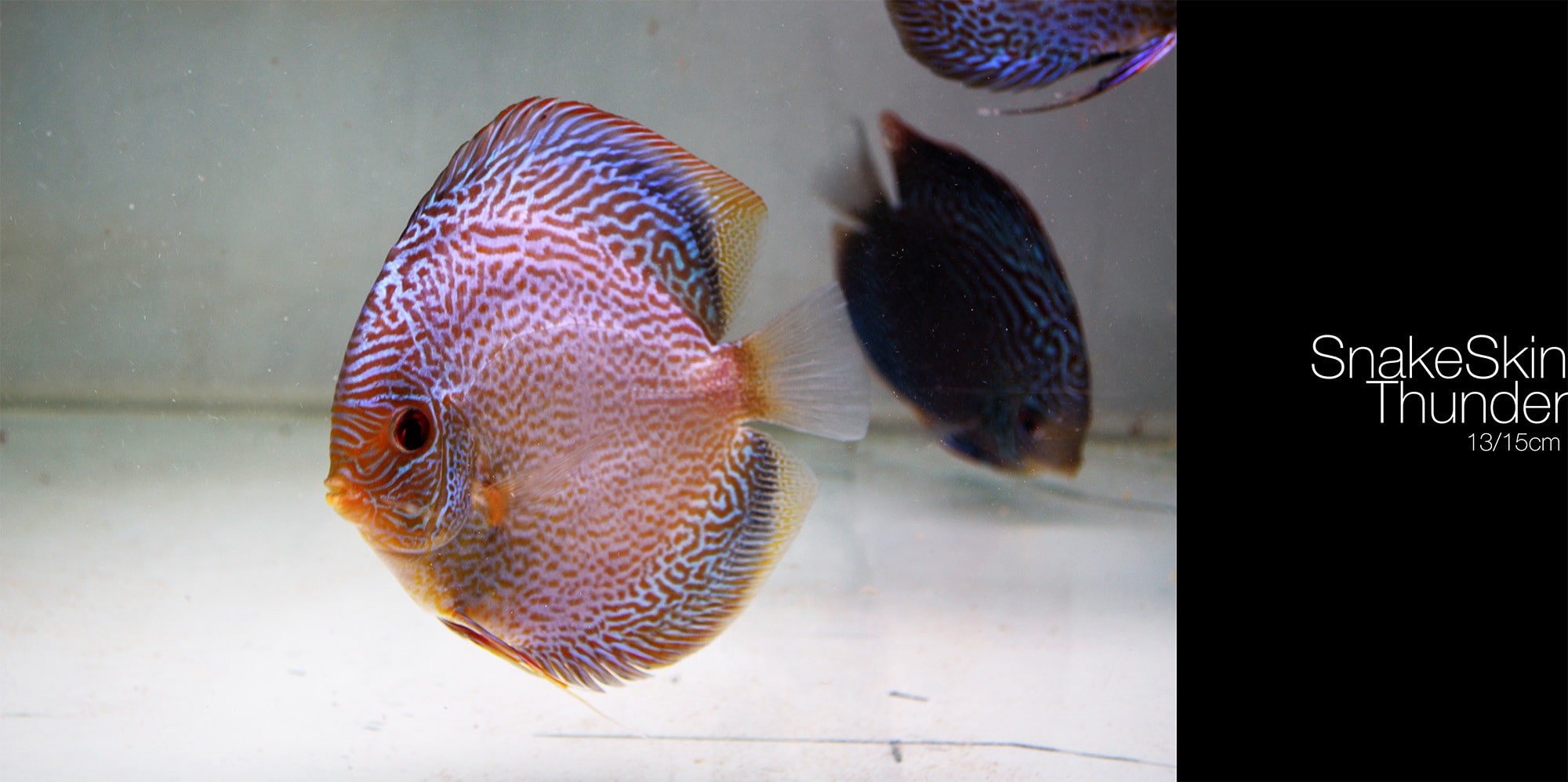 transparent, 1080P, marine, Discus Fish, water, animal wildlife, glass - material, animals in captivity, swimming, close-up, one animal, no people, animals in the wild, HD Wallpaper