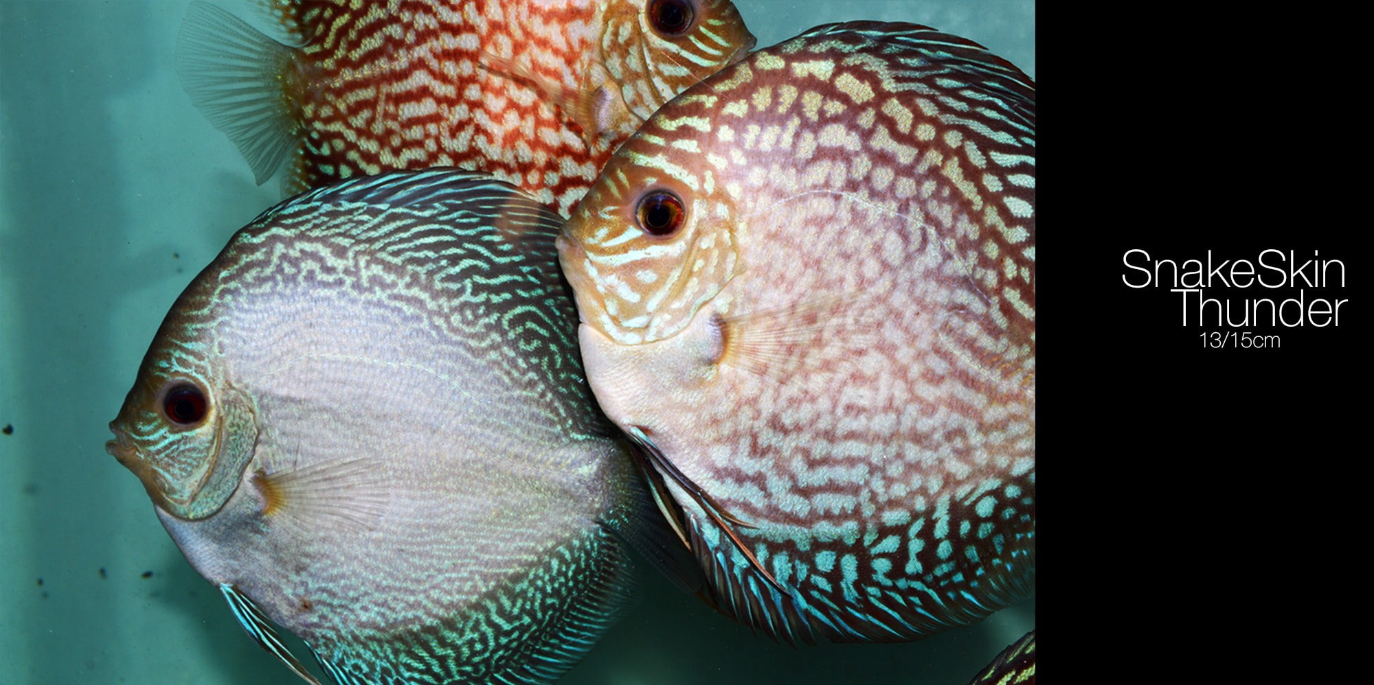 vertebrate, indoors, fish, 1080P, animal, marine, animal head, animal themes, domestic, water, underwater, animal eye, animals in the wild, Discus Fish, HD Wallpaper