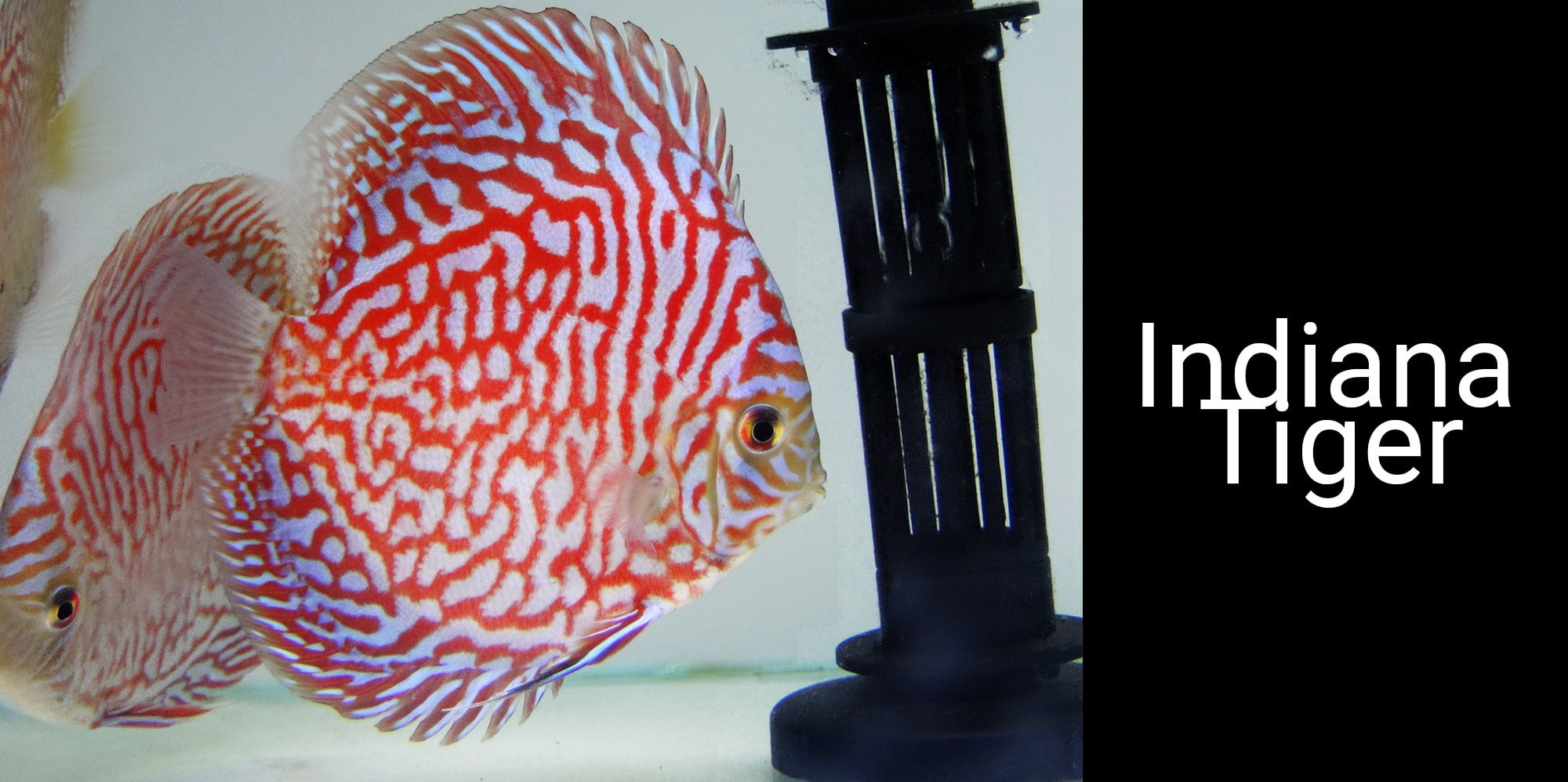 one animal, sign, western script, reflection, underwater, protection, Discus Fish, marine, art and craft, sport, animal, close-up, swimming, indoors, no people, HD Wallpaper