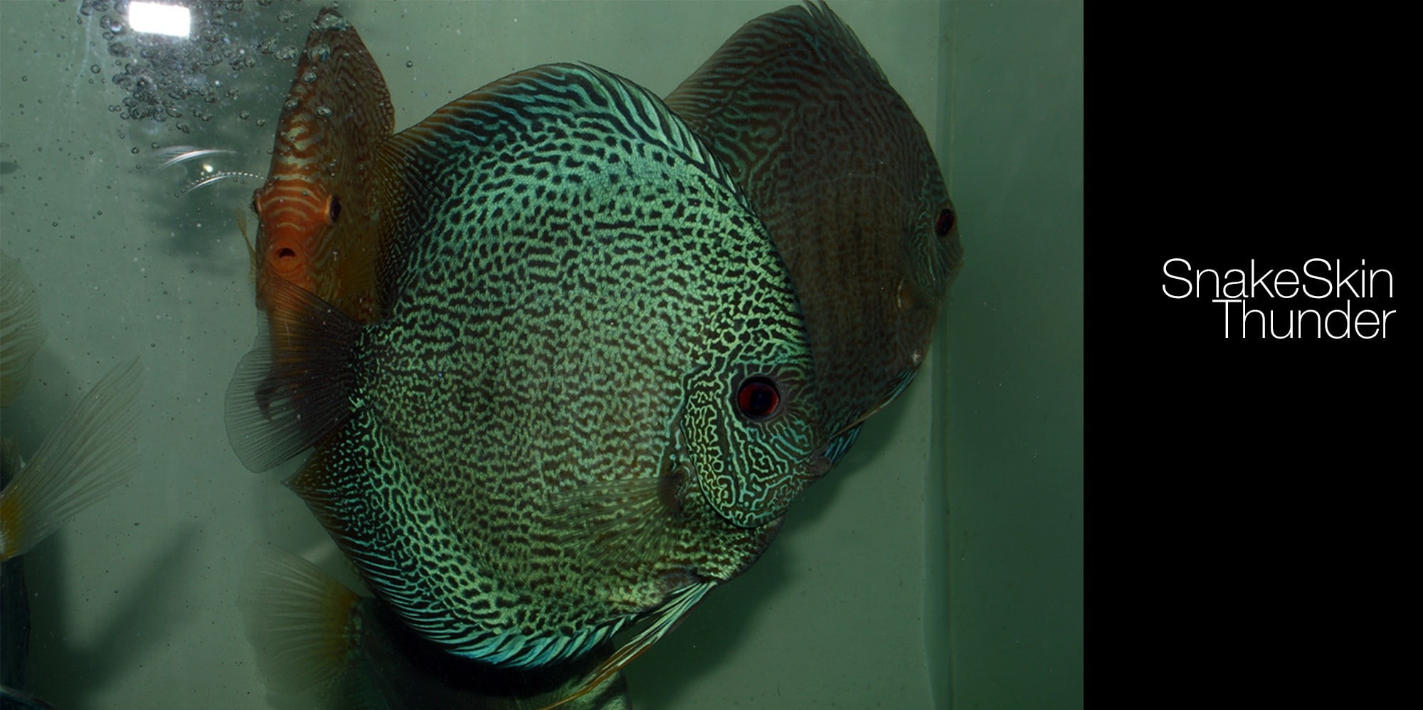 marine, one animal, glass - material, animal wildlife, close-up, green color, animals in the wild, nature, Discus Fish, fish, sea, water, animals in captivity, HD Wallpaper
