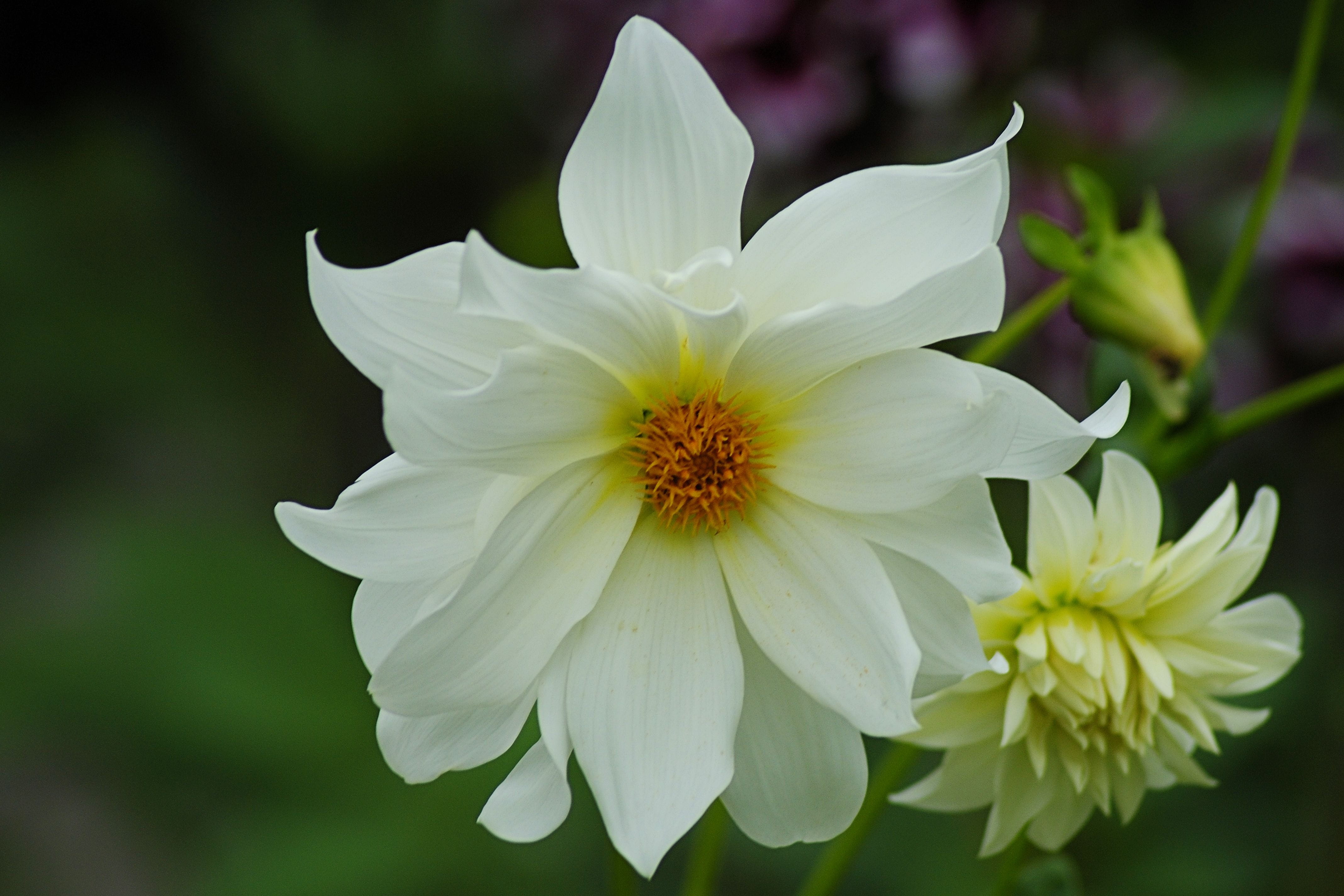 late summer, 4K, outdoors, Garden, no people, green Color, Flower, fragility, beauty In Nature, Dahlias, Blossom, white, Dahlia, day, vulnerability, springtime, HD Wallpaper
